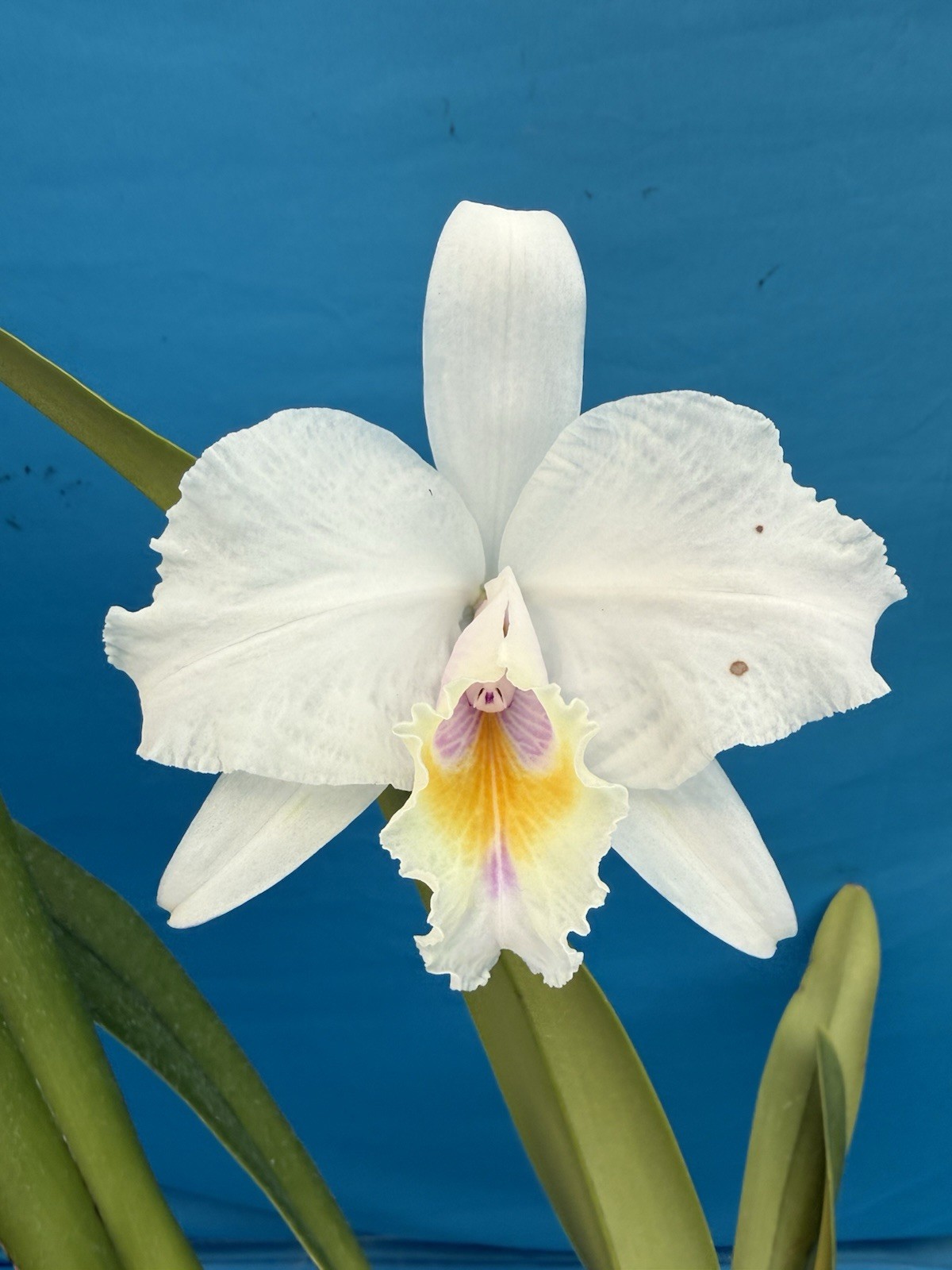Cattleya quadricolor Orlata X Tipo Pink White Yellow Species 5” Pot 2 SHEATHS