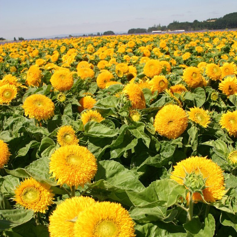 50+ GIANT TEDDY BEAR SUNFLOWER SEEDS – 7+ FEET TALL — BEE’S HUMMINGBIRD — RARE