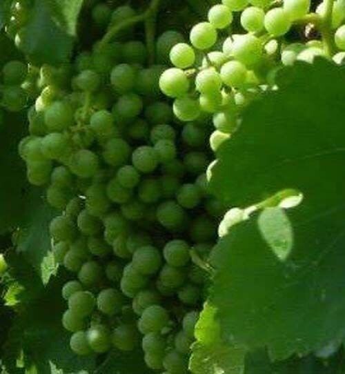 BLANC DU BOIS White Wine Grape Vine 4-6 FT Tall Live Plant Vineyard Fast Growing
