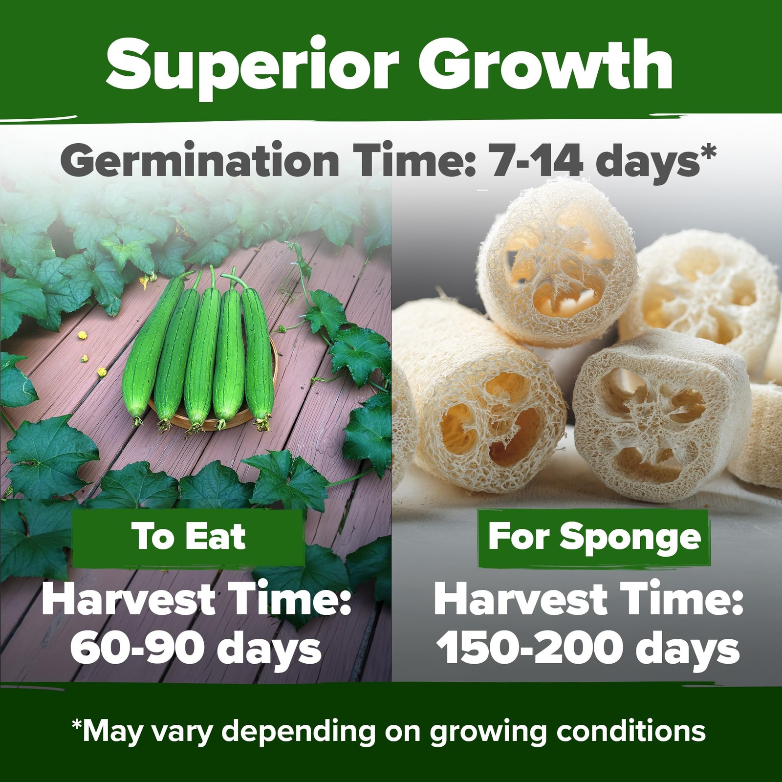 HOME GROWN Luffa Seeds 80+ Heirloom Non-GMO Loofah 2-Pack, Light Brown to Tan