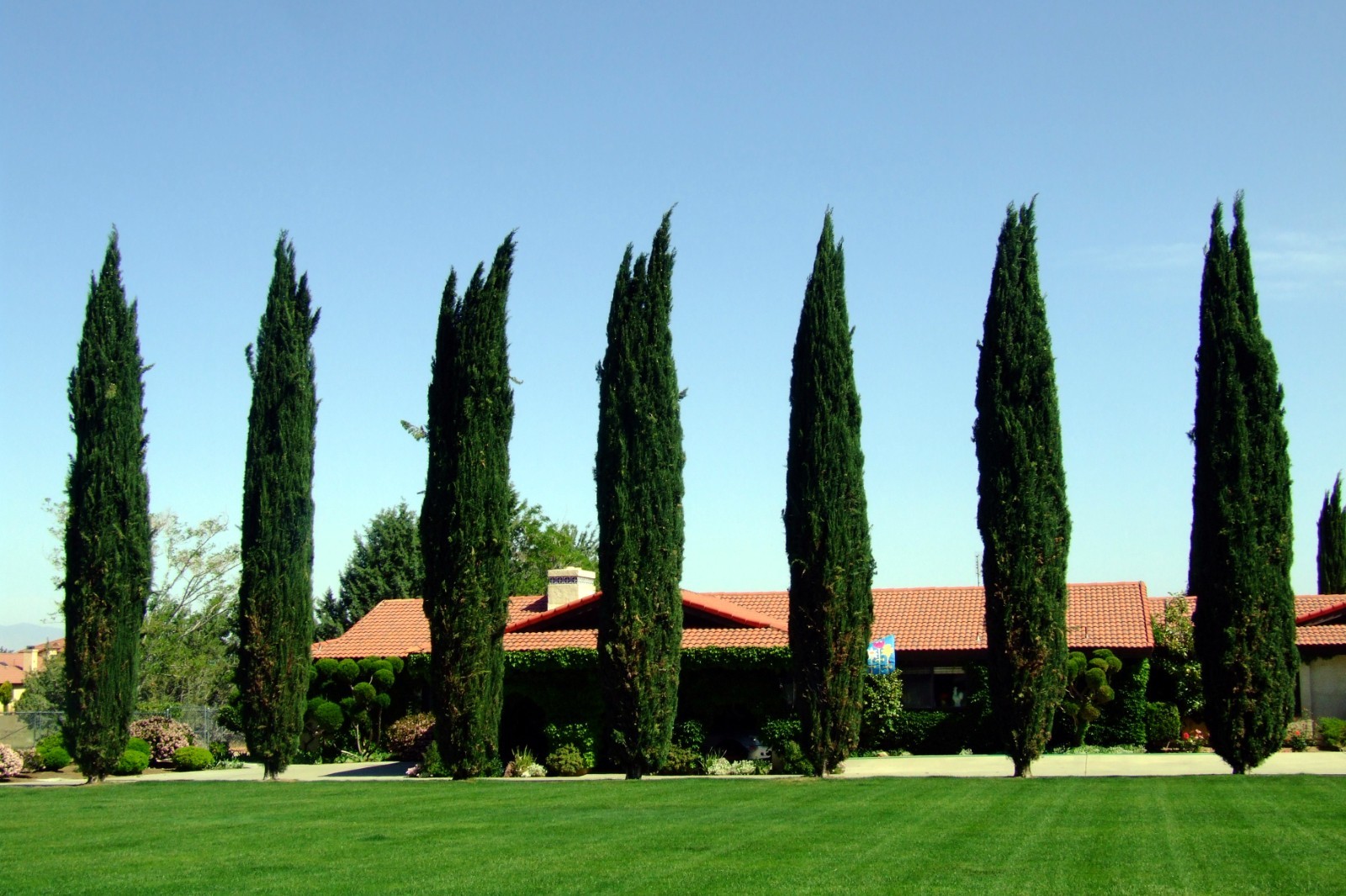 Italian Cypress Tree Seeds (Cupressus sempervirens stricta) Hardy to Zone 7