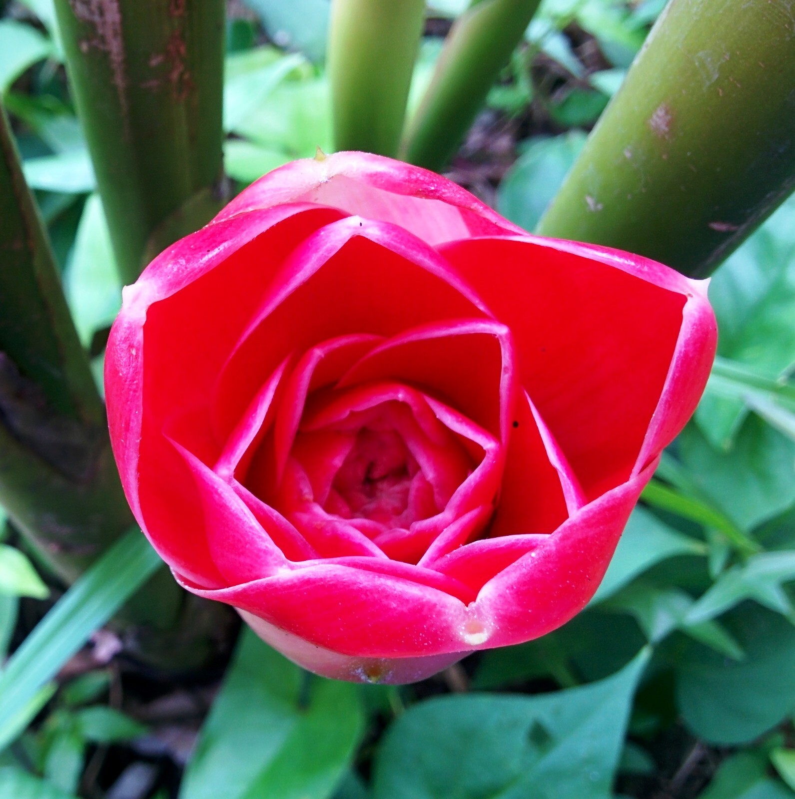 CORAL TULIP TORCH GINGER ETLINGERA LIVE RHIZOME TROPICAL