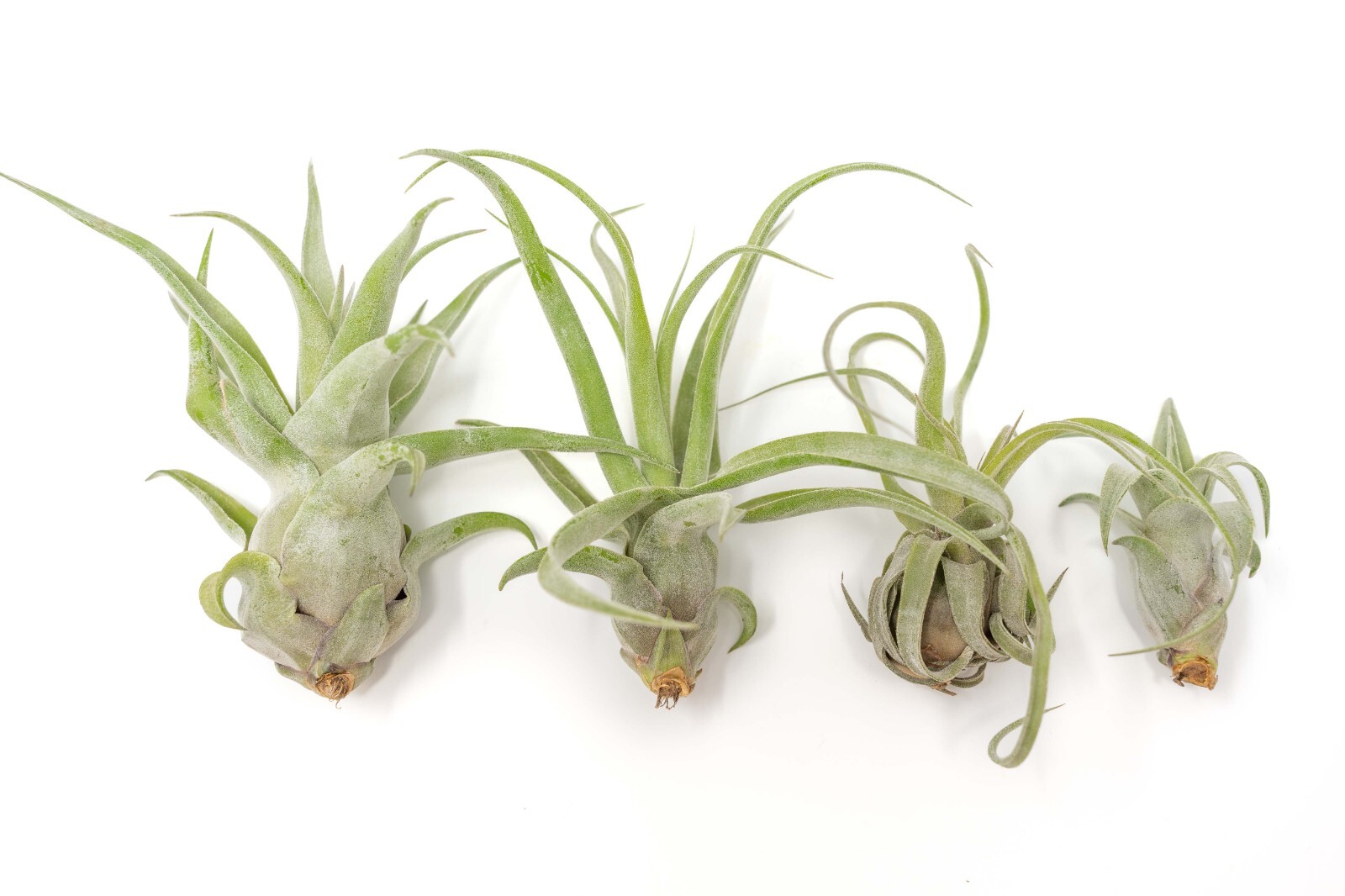 Medium Streptophylla Air Plants – Wholesale Bulk, Easy Care Indoor/Outdoor Decor