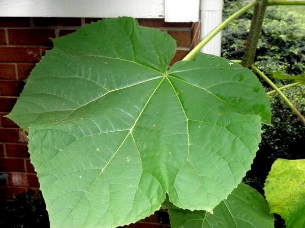 50 Royal Empress Tree Seeds “FASTEST GROWING TREE in the WORLD”