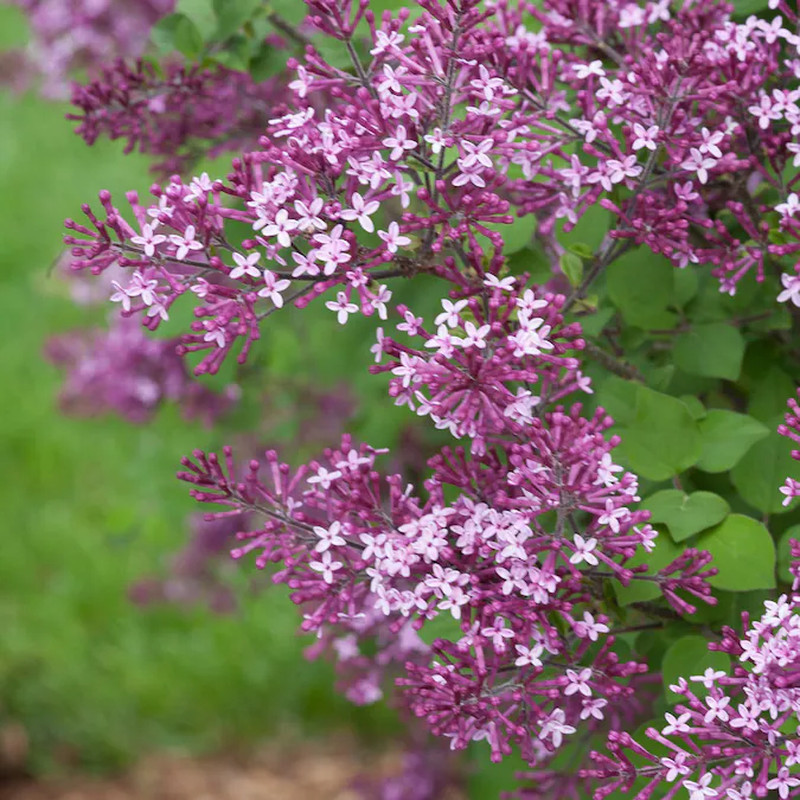 Dark Purple Reblooming Lilac (Syringa) Flowering Shrub in 1 -Gallon Pot 1.0