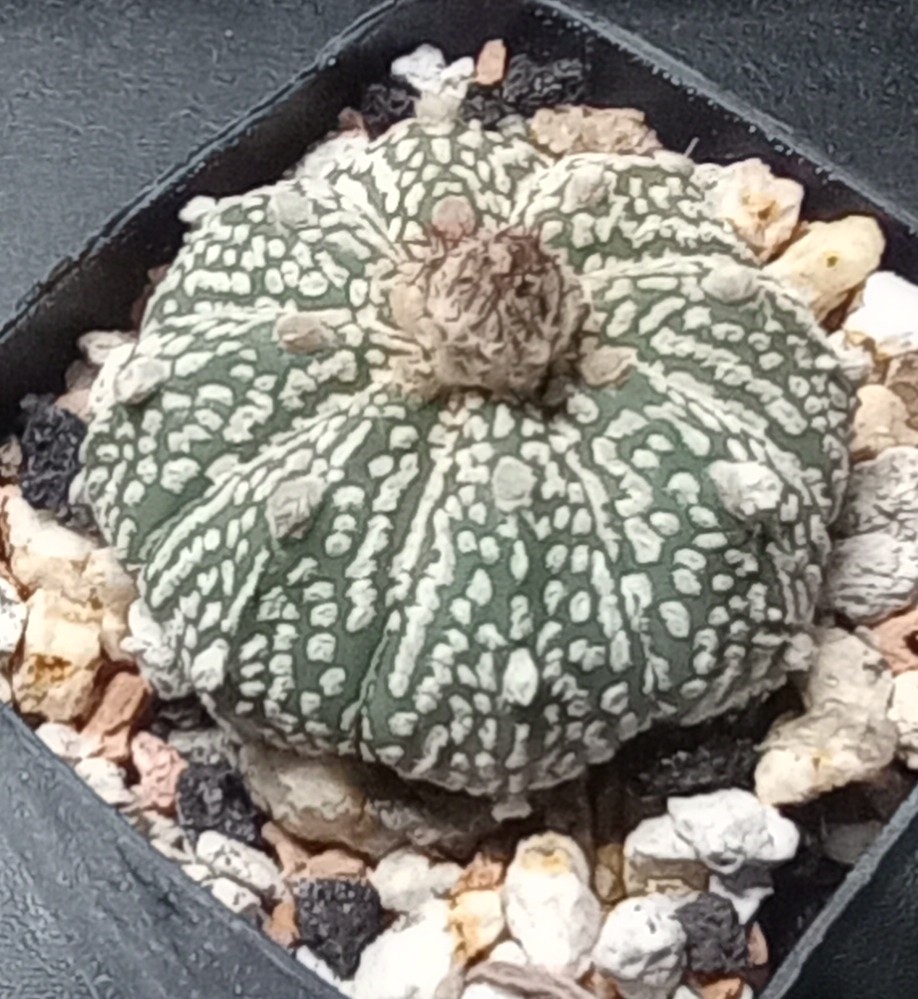 Astrophytum Super Kuboto Nature’s Art Mini Cactus Each One Unique