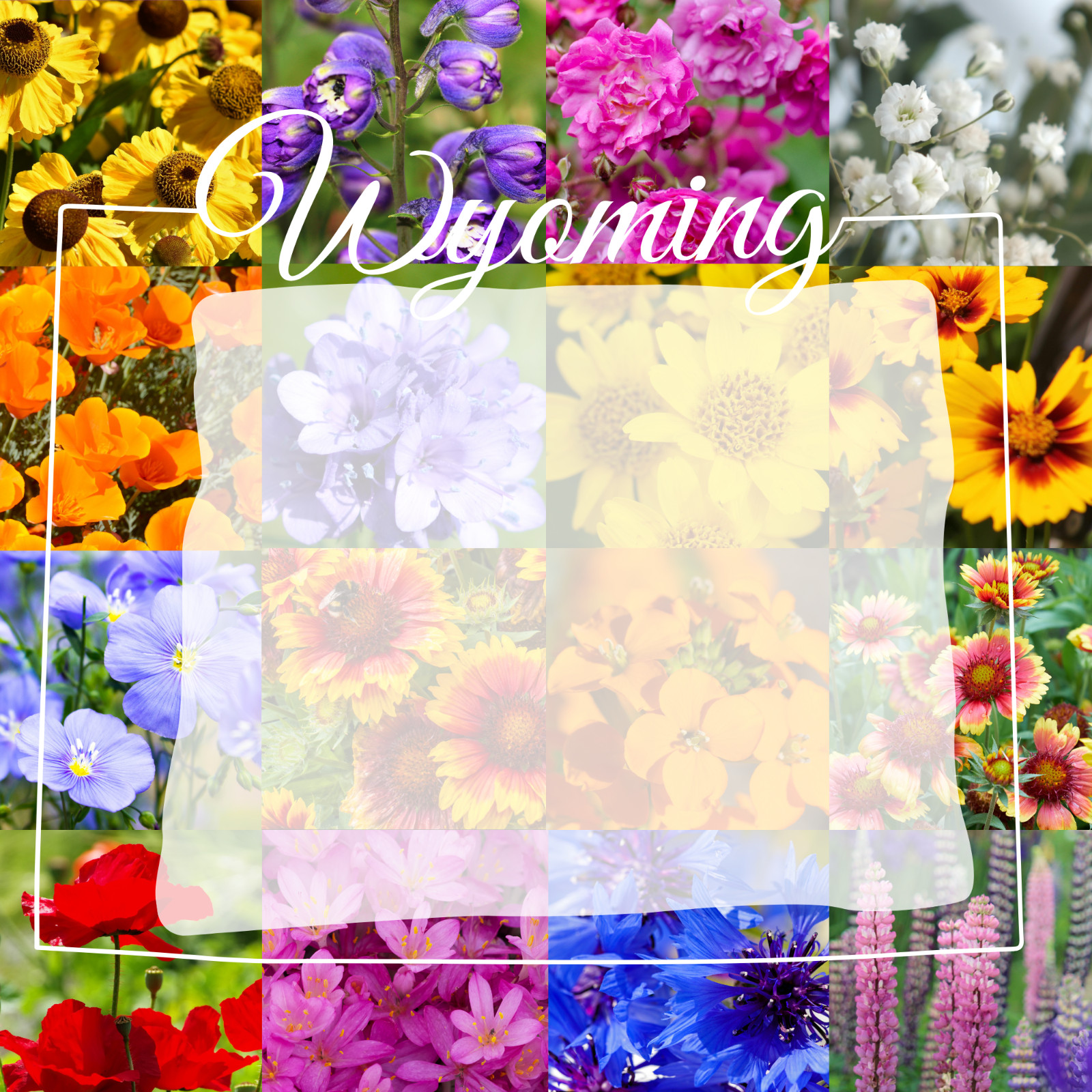 1 Pound Wyoming Western Bulk Wildflower Seed Mix 1lb Covers 3,200sq-ft