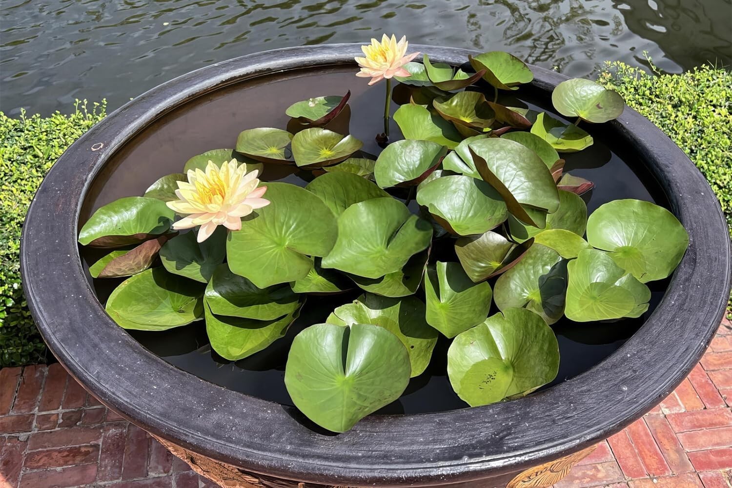 60 Pcs Mix Bonsai Bowl Lotus Seeds Water Lilys Flower Plant Lotus Seeds