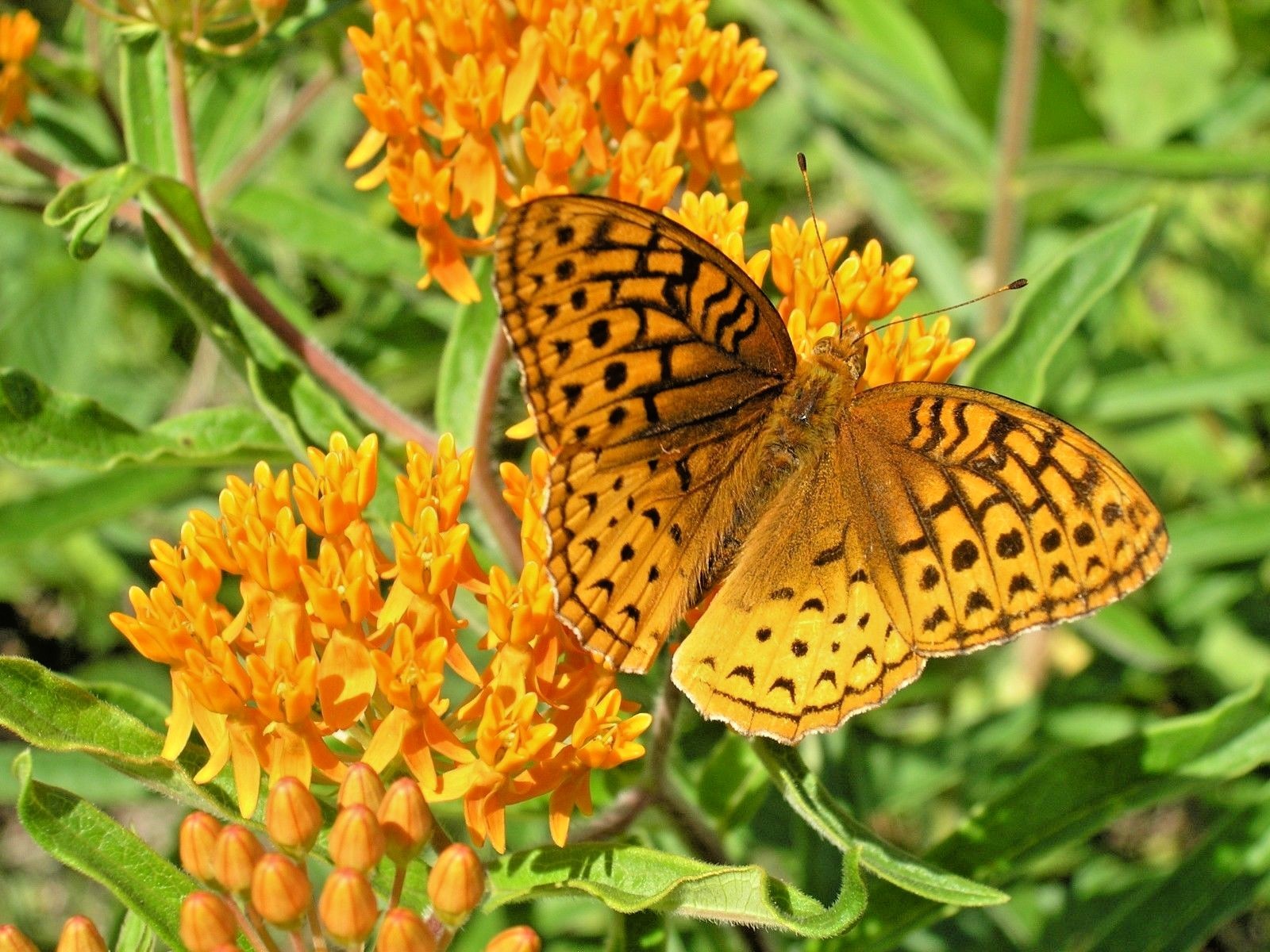 51+ORANGE BUTTERFLY Weed Seeds Native Wildflower Container Garden Heat Cold Easy
