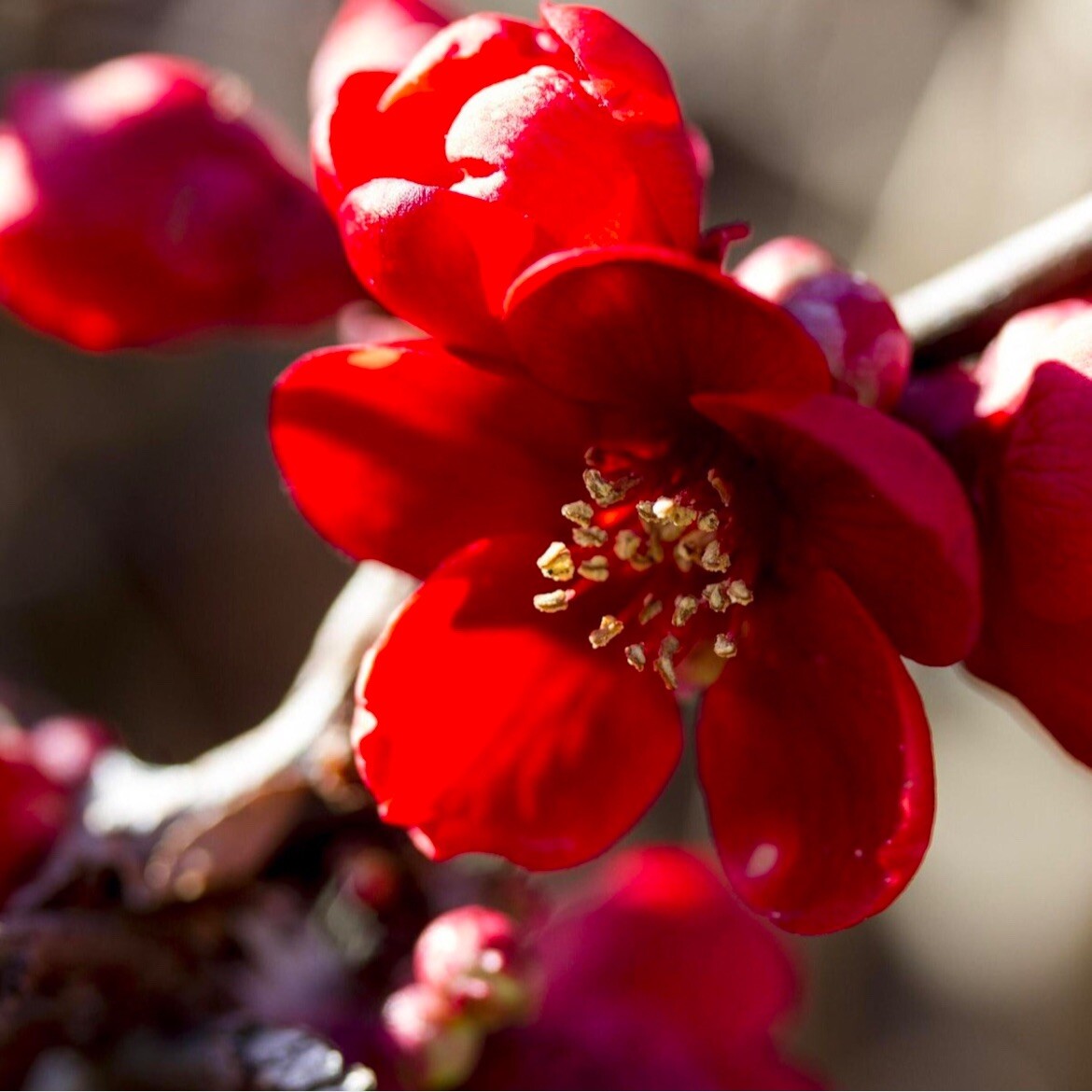Chaenomeles Speciosa “Spitfire” (Red Flowering Quince) Plant