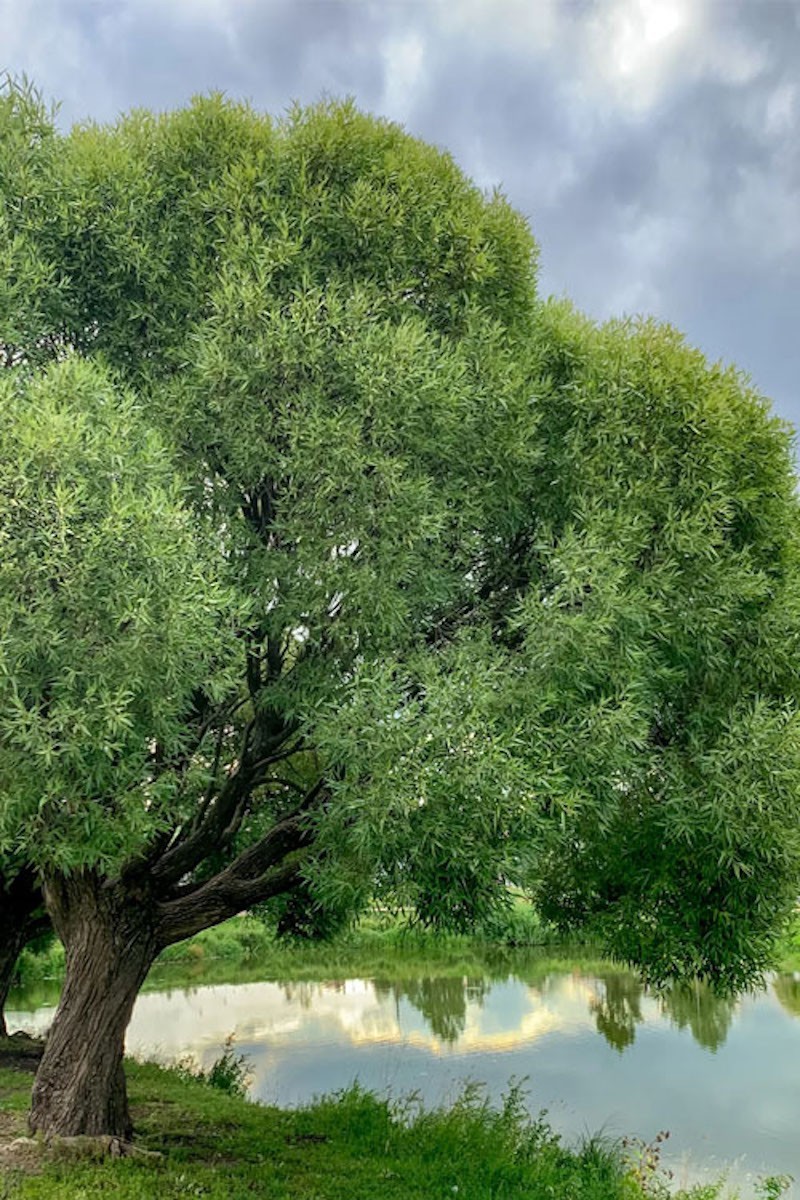 1 Black Willow Tree 12-24″ Salix nigra Bare Root