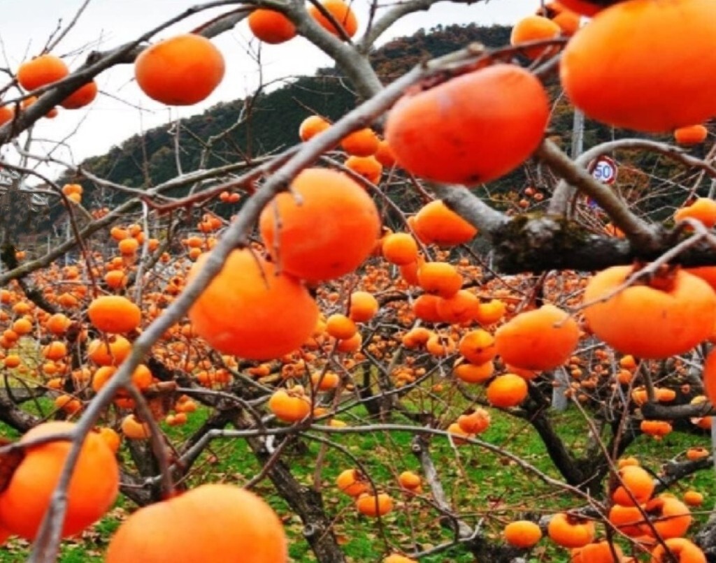 120 Seed Japanese Persimmon for Planting Non GMO Heirloom FuYu Persimmon