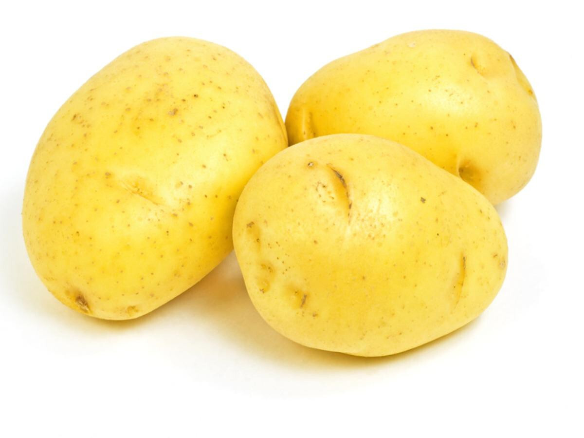 YUKON GOLD SEED POTATO STARTER 3 LB’S