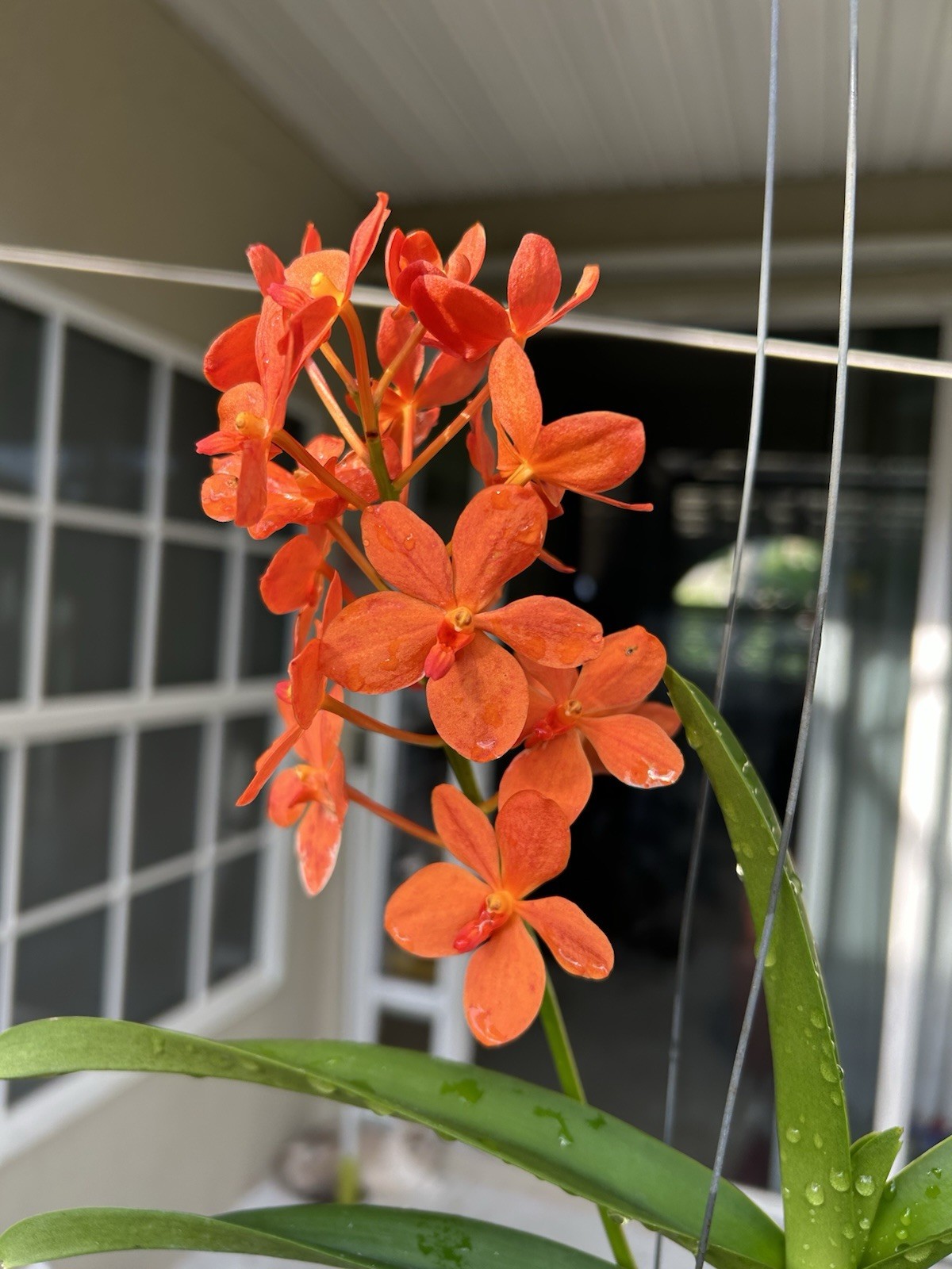 In Bloom Vanda Jairak Orange , Hybrid Orchid