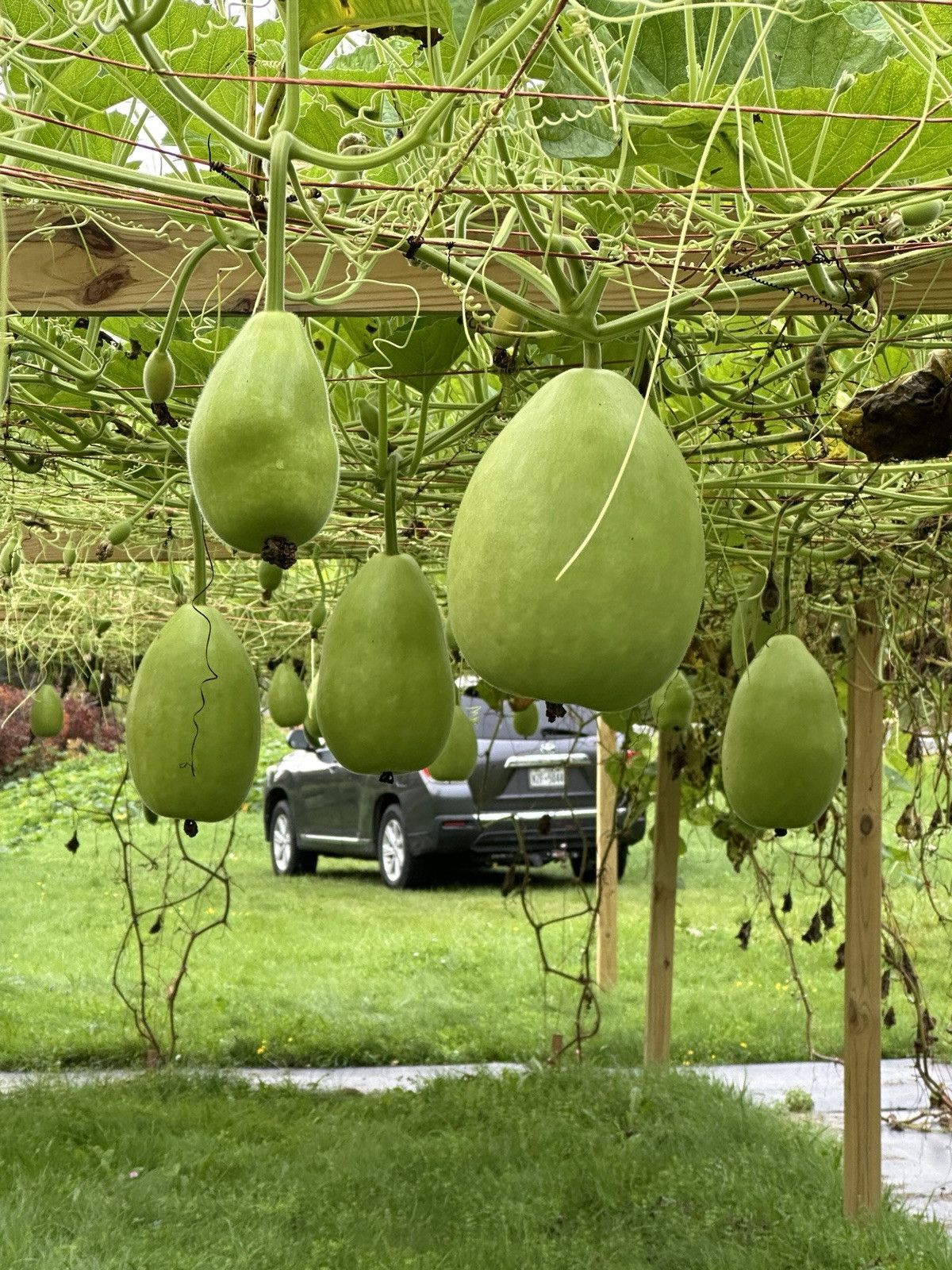 Bottle Gourd Seeds – Surma (Round) for Planting 8 Seeds