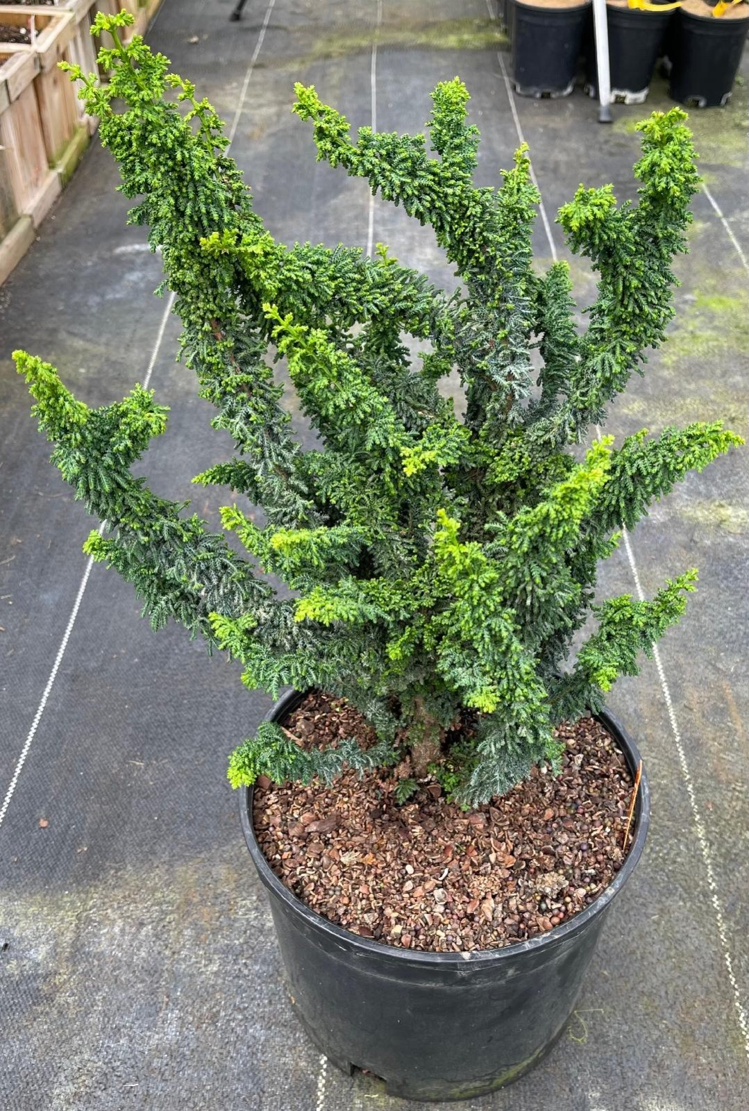 Chamaecyparis obtusa ‘Chirimen’ (Chirimen Hinoki Cypress)-6 years old trees