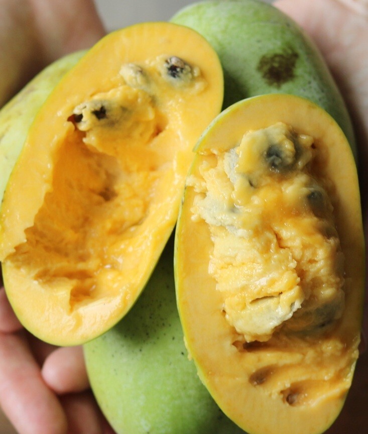 PAW PAW FRUIT TREE SEEDS Asimina Triloba Hardy Plant. 3 Seeds Per Packet.