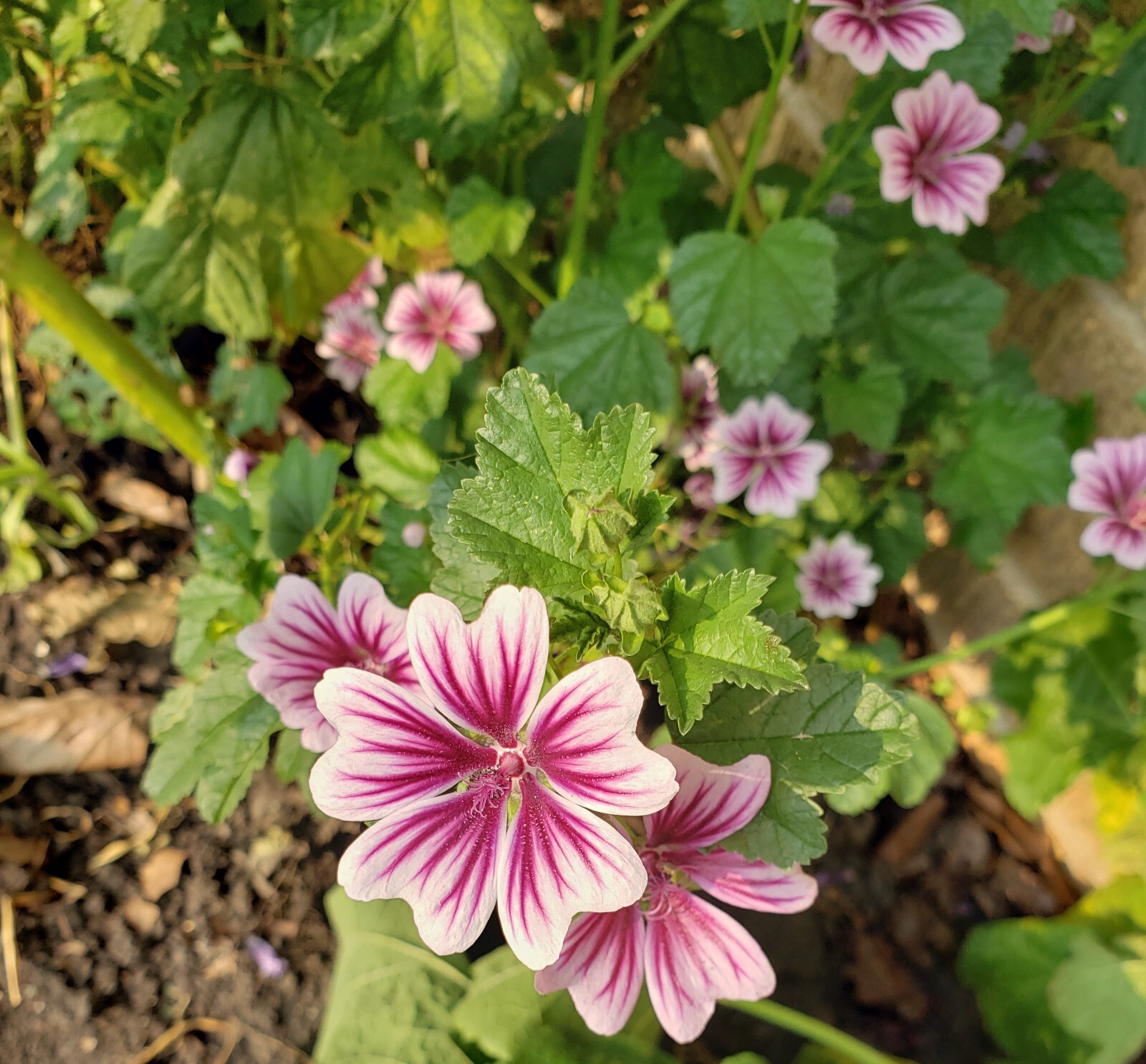 Zebrina Zebra Hollyhock Seeds 15 Organic Seeds