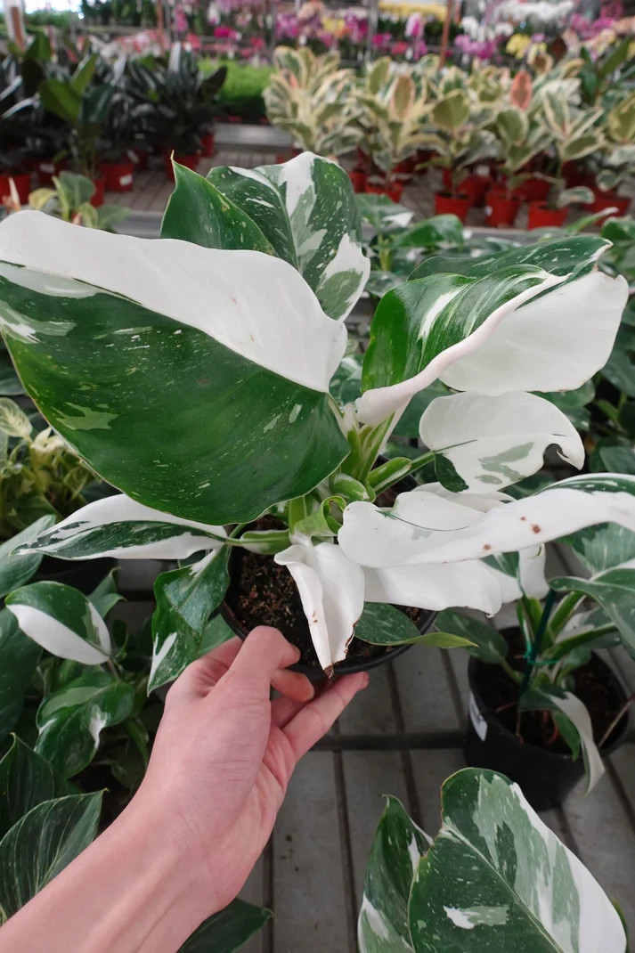 Philodendron White Princess 6″ Pot – Rare White Variegated Tropical Houseplant