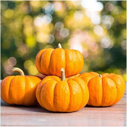 Jack Be Little Pumpkin Seeds For Planting (Cucurbita pepo)