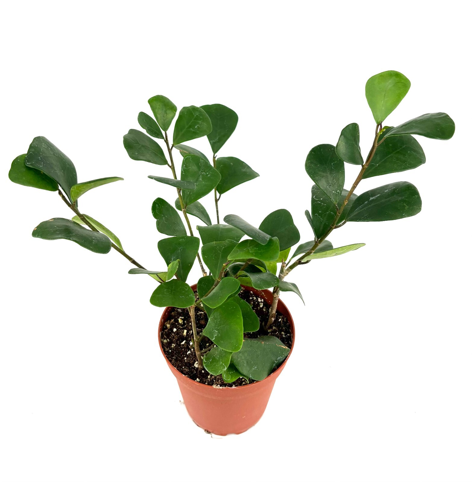 Ficus Triangularis Live Potted House Plants Air Purifying
