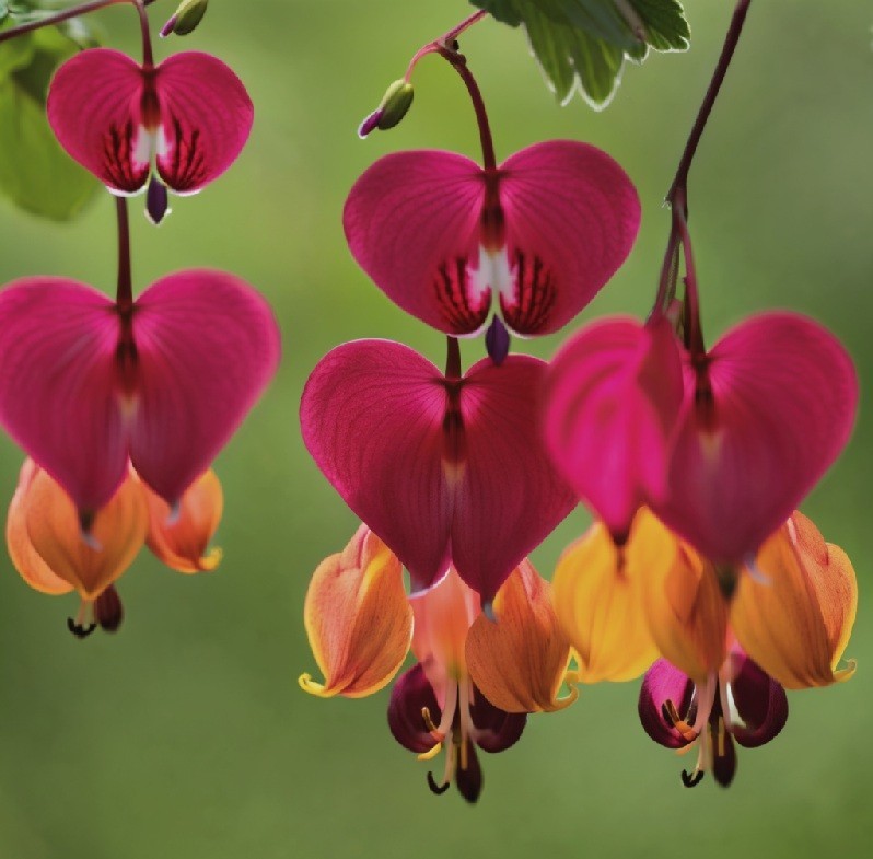 25 Bleeding Heart Dicentra Spectabilis Seeds Garden Flower “Red Orange”