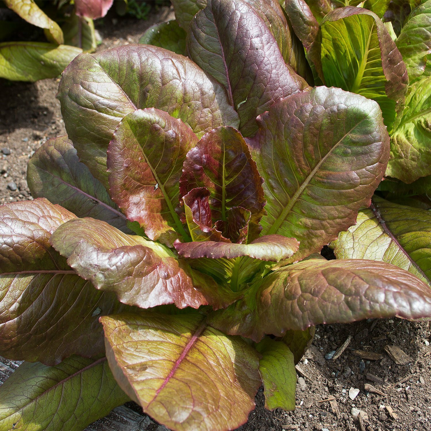 Rouge D’Hiver Lettuce Seeds, Red Romaine, Red Winter, NON-GMO, FREE SHIP