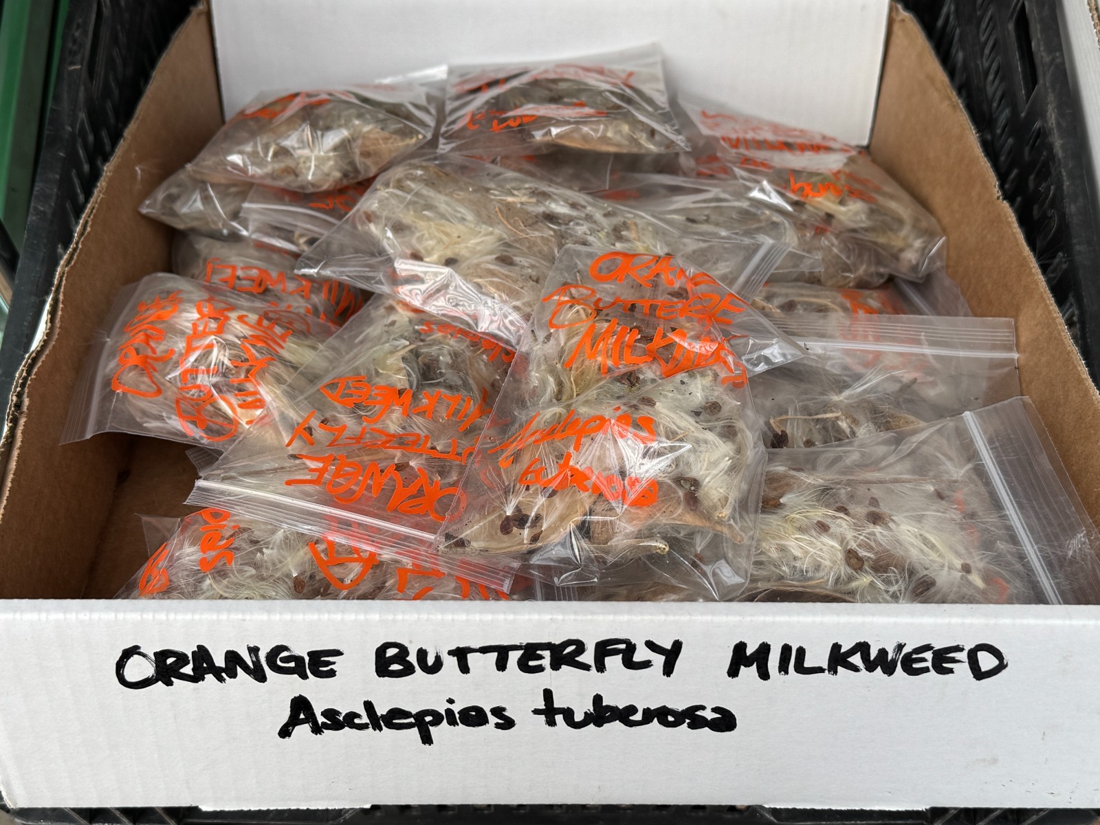 BULK SEEDS!…Asclepias tuberosa…Orange Butterfly Milkweed…QTY/bag 250