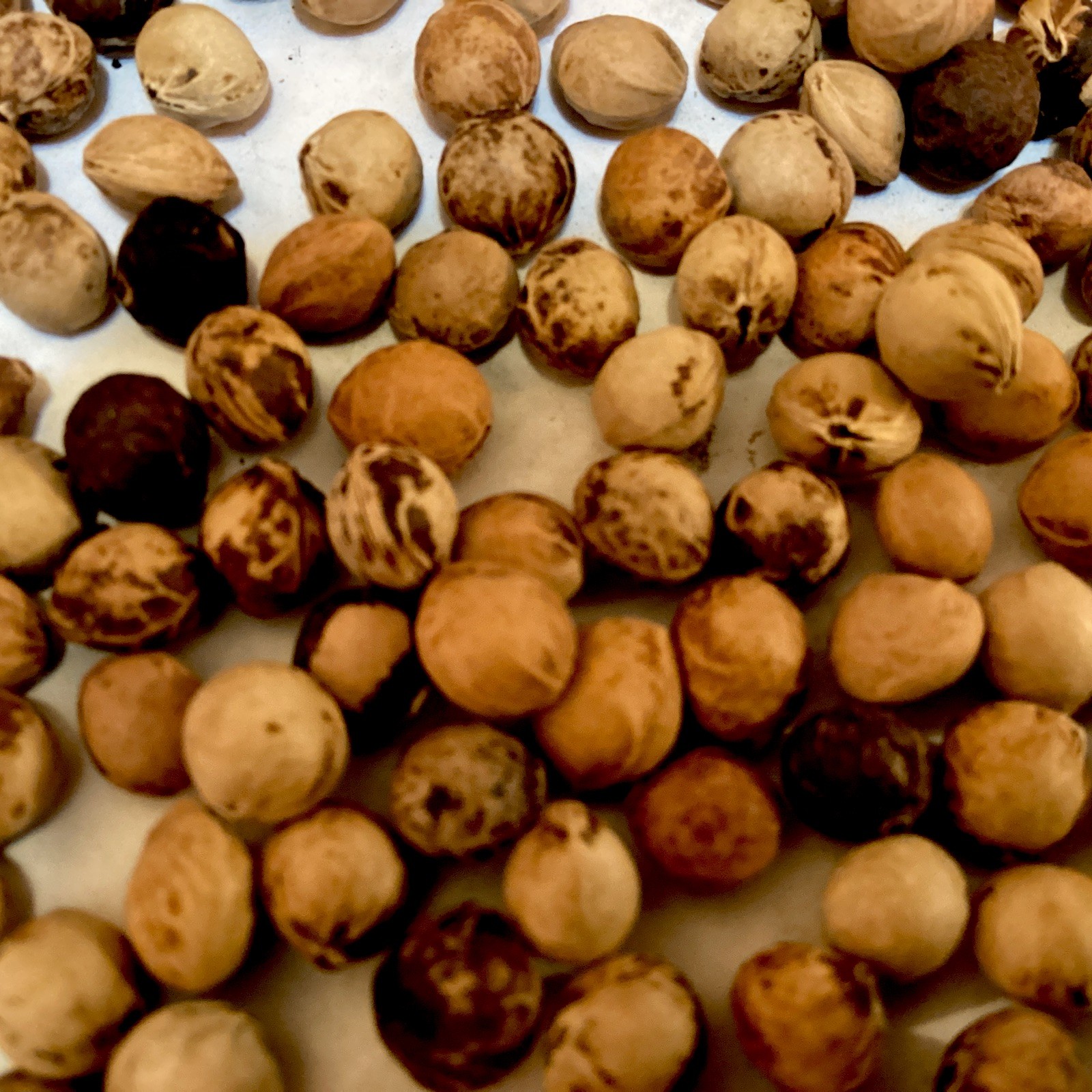 Black cherry tree seeds (prunus serotina)