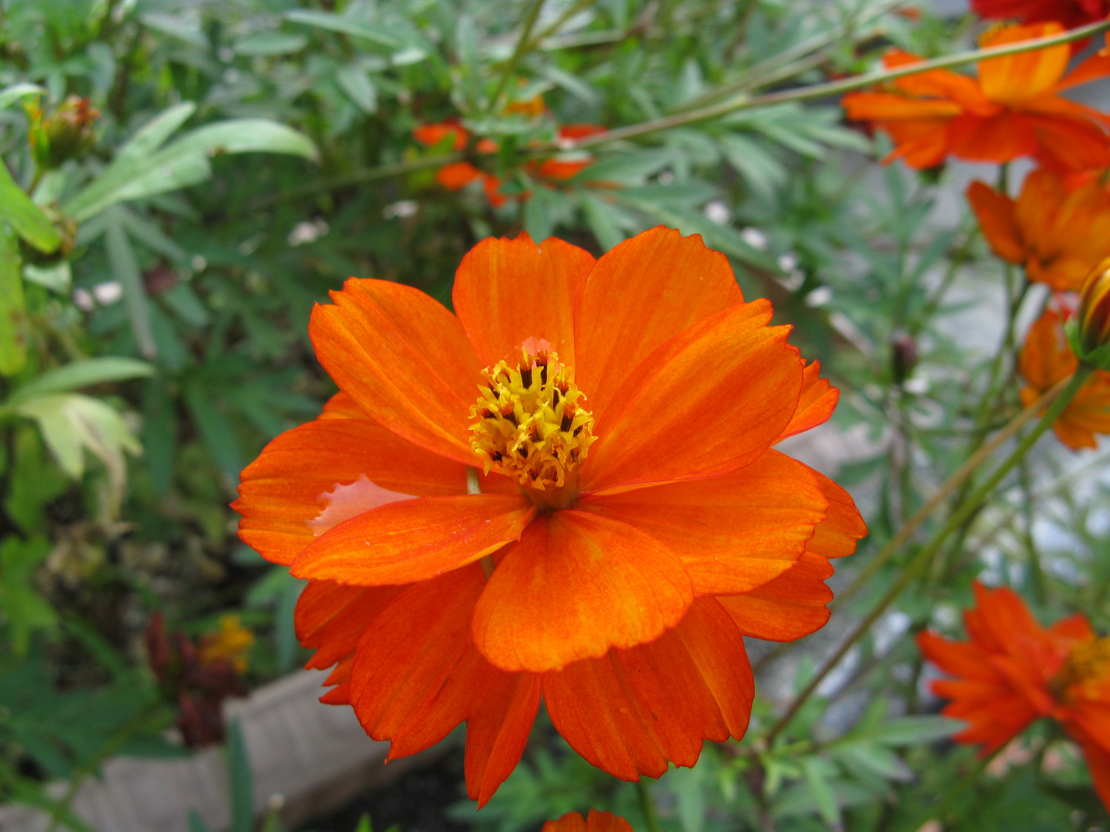 500 RED SULPHUR COSMOS Seeds (Cosmos sulphureus) | NON-GMO | Free shipping