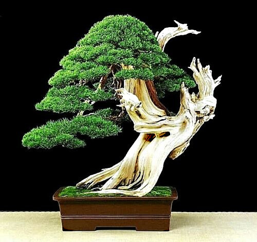 20 Bristlecone Pine Seeds (Pinus aristata) “OLDEST Living Tree in the WORLD!”