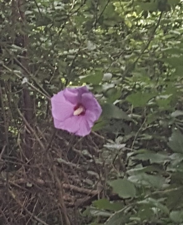 (2) Hardy Hybiscus 10-12 “, Rose of Sharon live plants. Zones 5-9, mixed colors