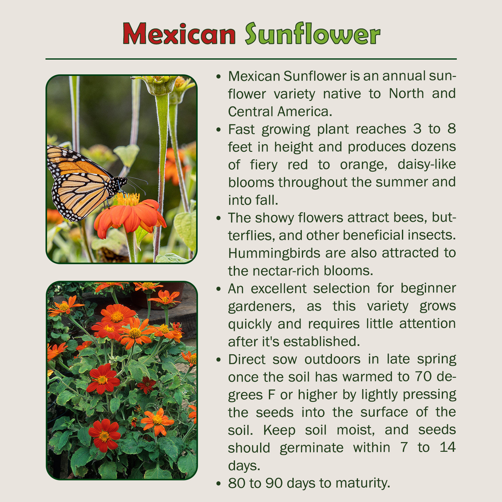 50 Mexican Sunflower Seeds, Tithonia rotundifolia, Bee & Hummingbird Attractor