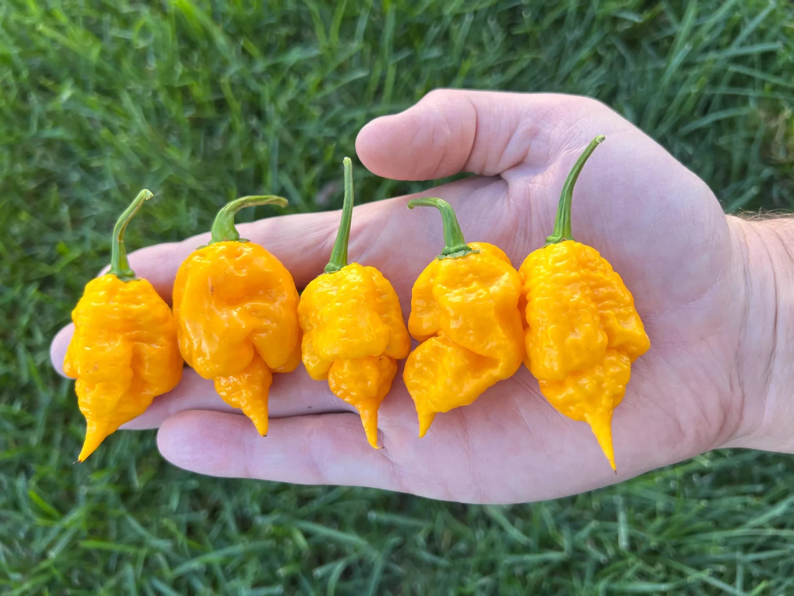 Carolina Reaper Yellow Pepper Seeds