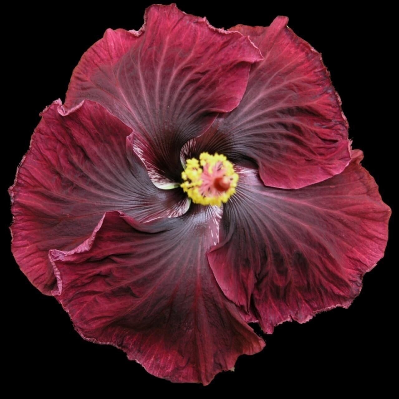 Hibiscus Cajun Color Black Dragon, Starter Plant