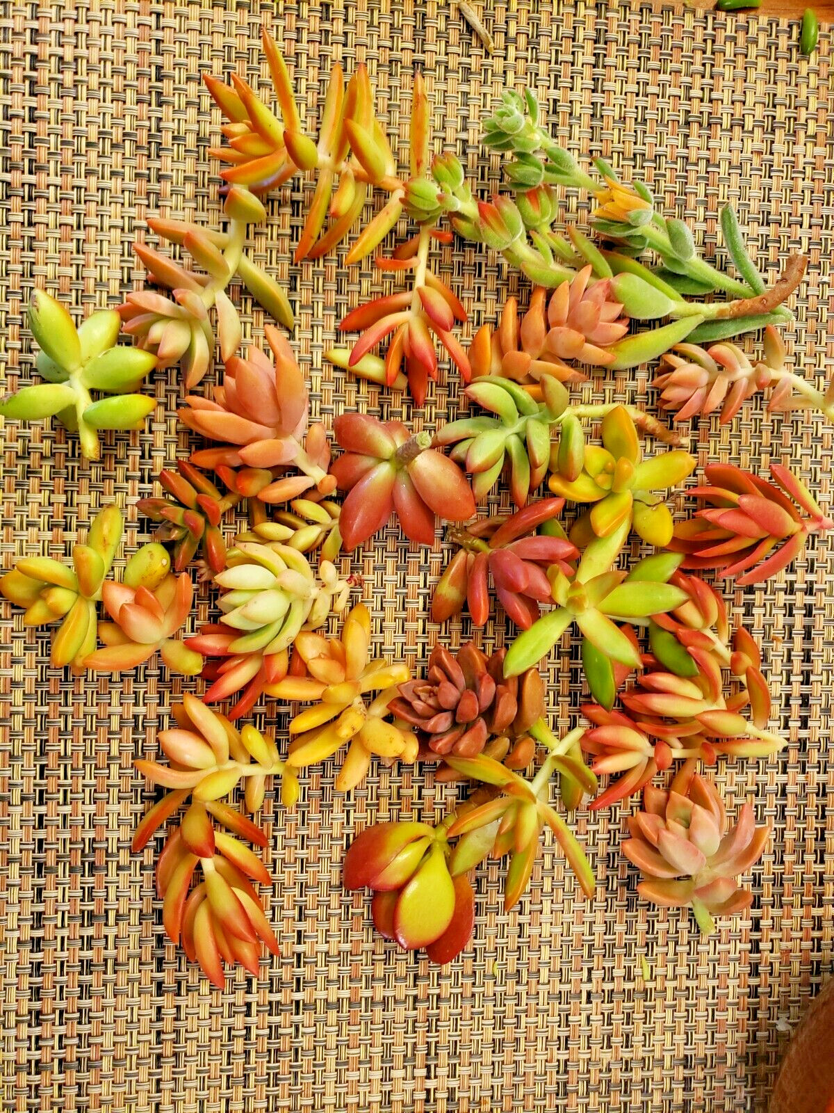 12 SUCCULENT CUTTINGS (RED, PINK, ORANGE COLOR ONLY) / 6 DIFFERENT SPECIES