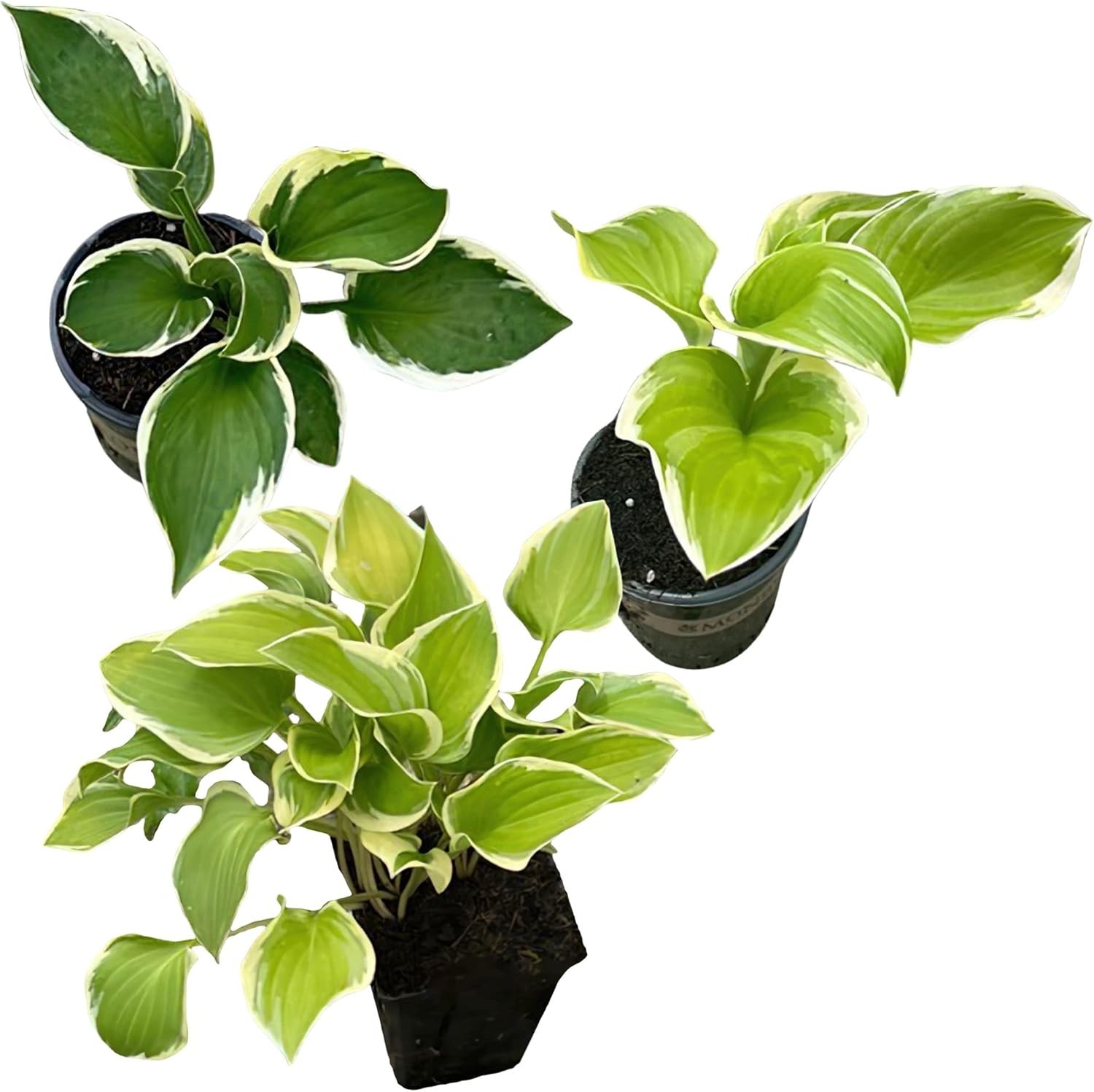 Assorted Hosta Perennials, 3 Plants in 1 Qt Pot, Ideal for Well-Draining Soil