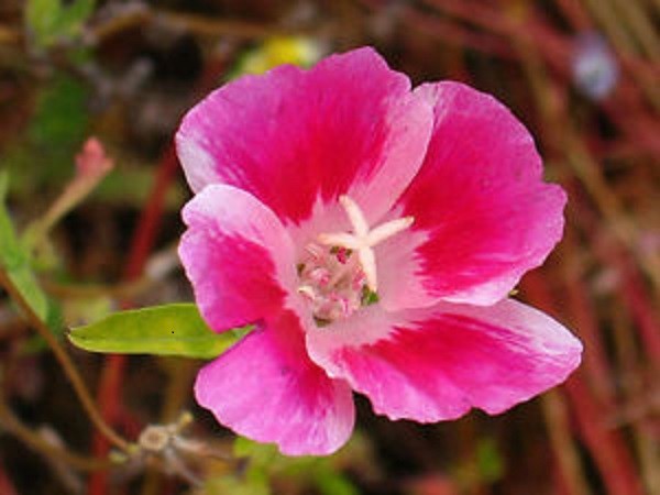 50+ Clarkia Meteor Flower Seeds / Reseeding Annual / Godetia