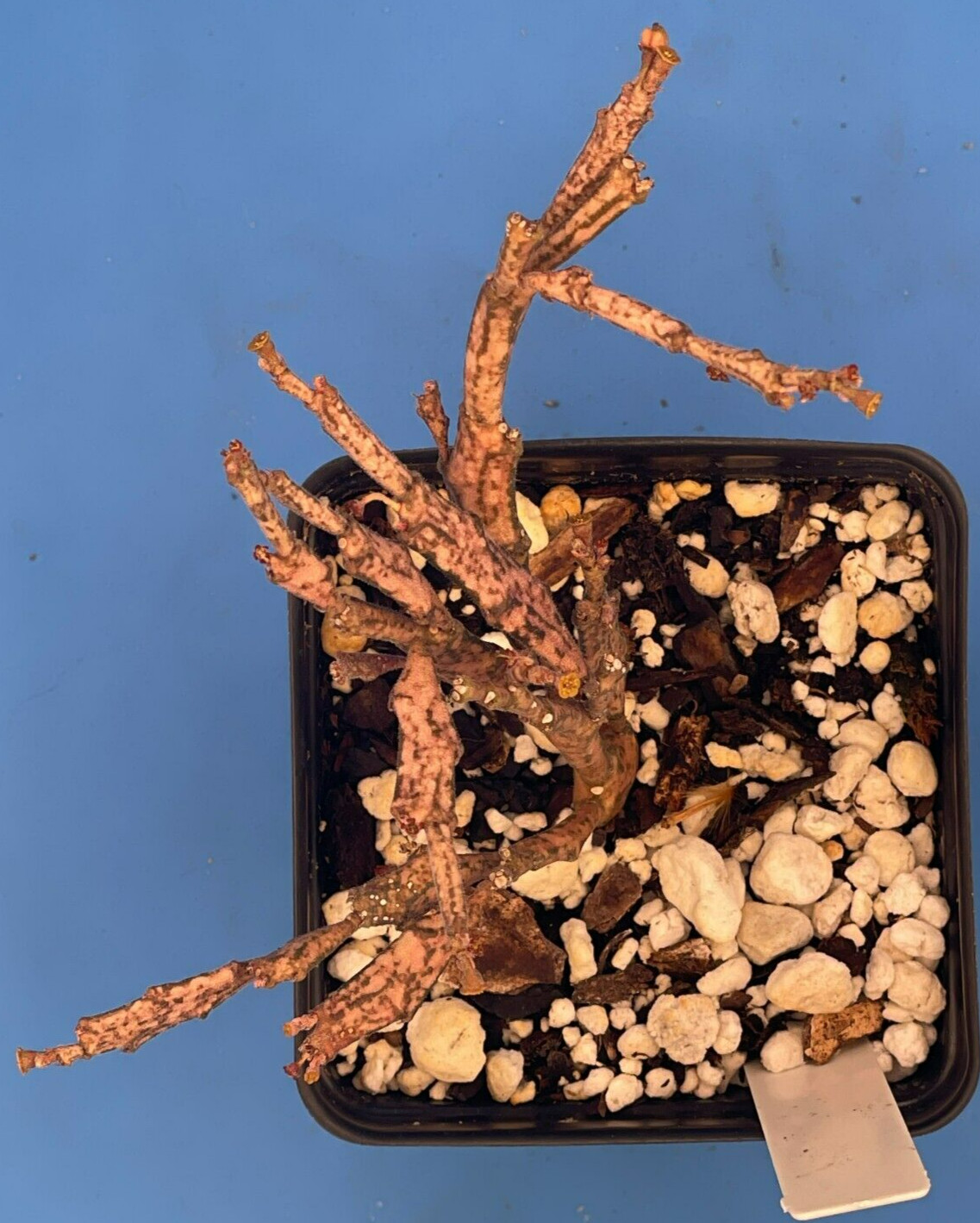 Euphorbia Platyclada Live Plant 3.5″ Pot – Zombie Plant – Haunted Tree Euphorbia