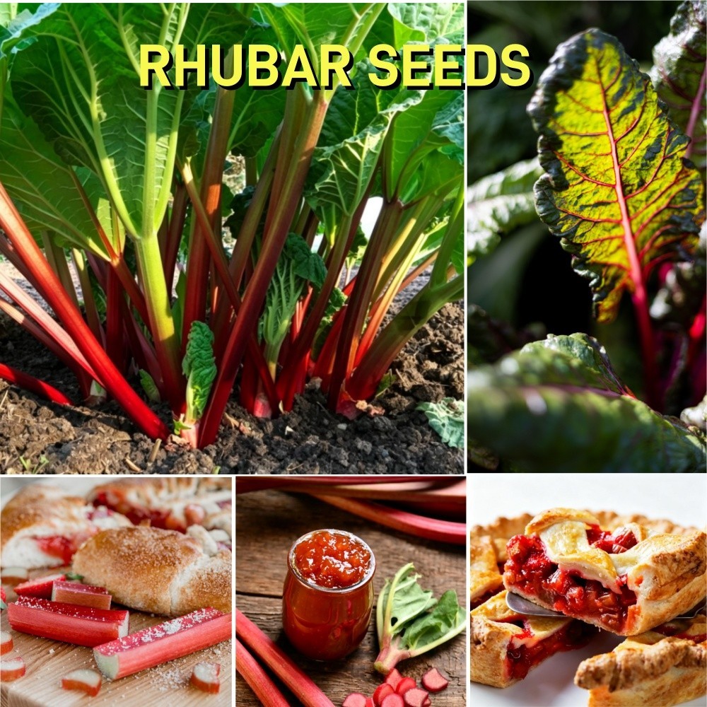 Rhubarb Glaskins Perpetual Seed – Heirloom Vegetable Prolific Harvest Pollinated