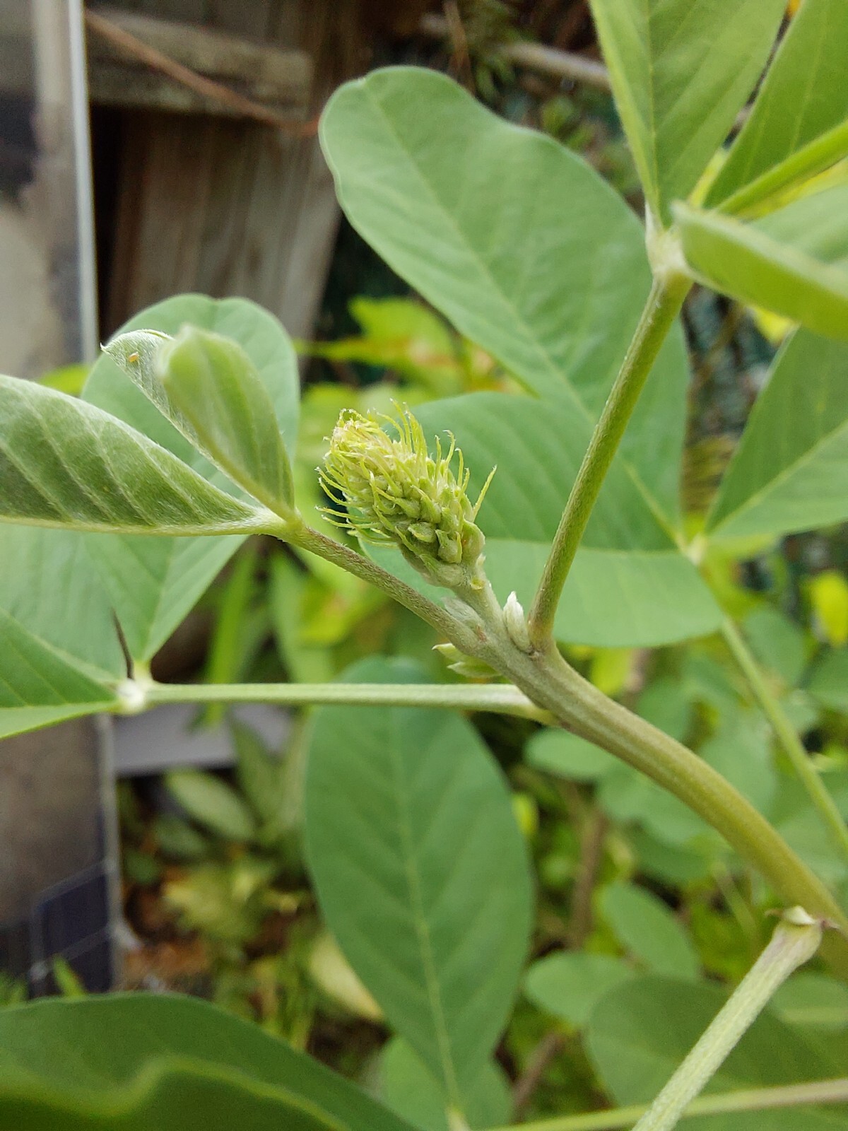 Smooth Rattlebox (Crotalaria Pallida) 50+ Seeds From Puerto Rico
