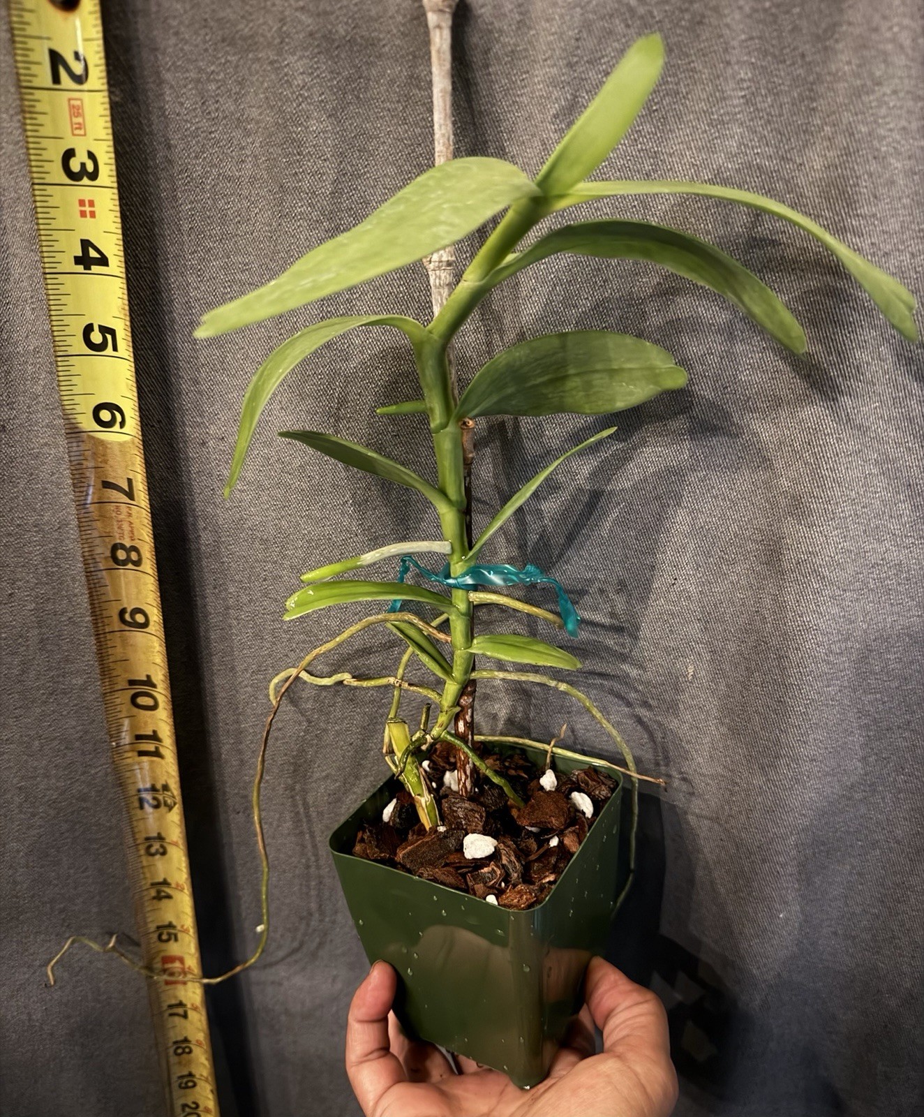Fragrant species – Angraecum birrimense