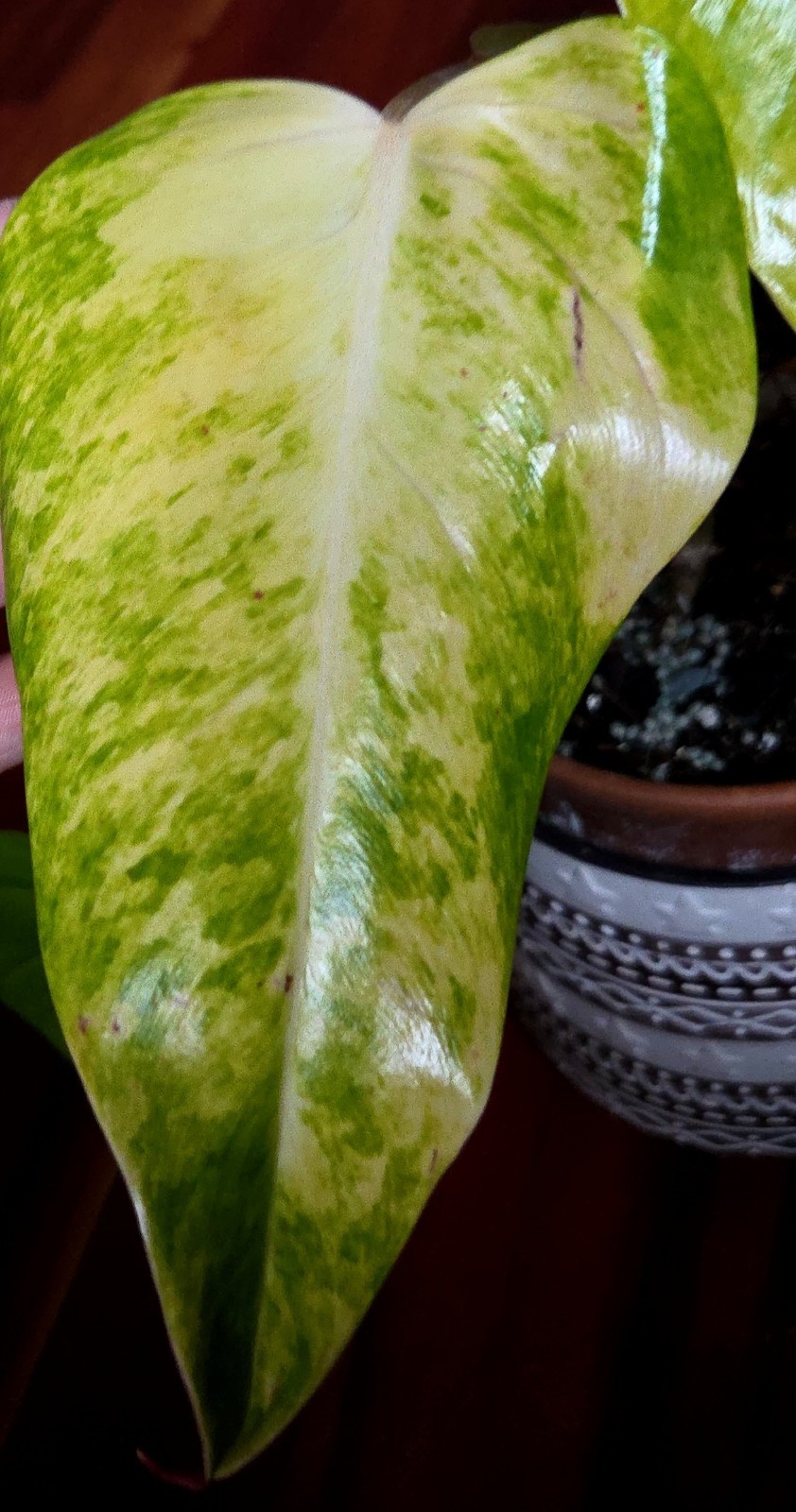 Rare Philodendron Variegated Golden Erubescens 18″ Tall Not Monstera Anthurium