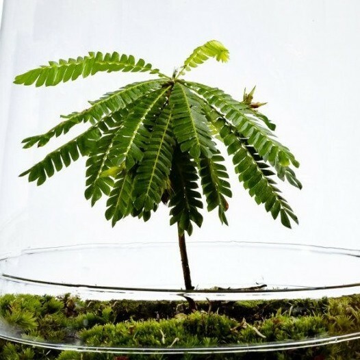 20 FRESH Biophytum Sensitivum Seeds, MOVING PLANT, rare sensitive plant seeds
