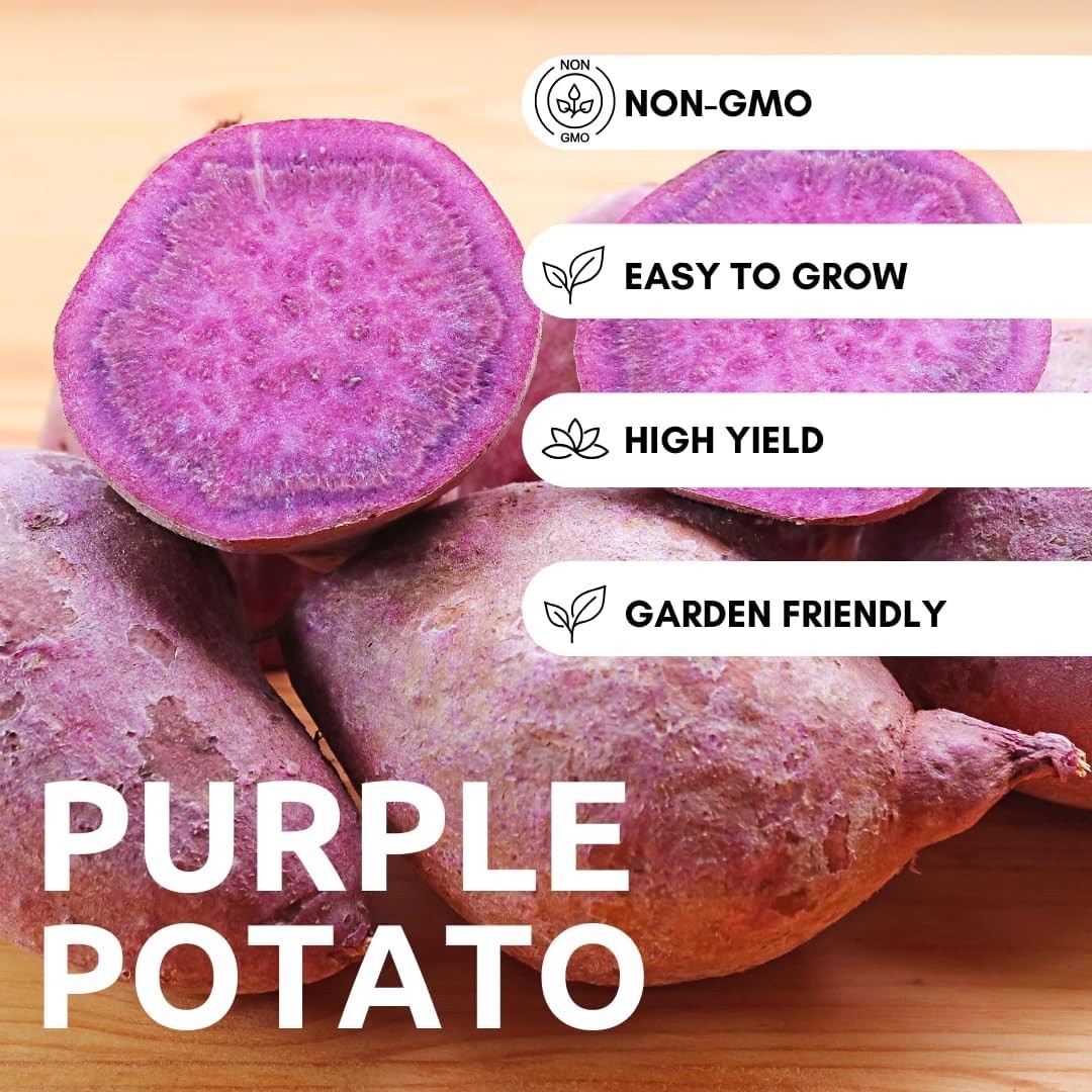 Purple Seed Potatoes for Planting – Easy to Grow (5 Pound Bag) Heirloom Potato