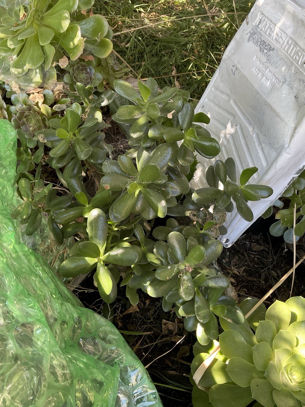 Healthy lush green Crassula Ovata Jade Plant cluster, Rooted 19” tall with roots