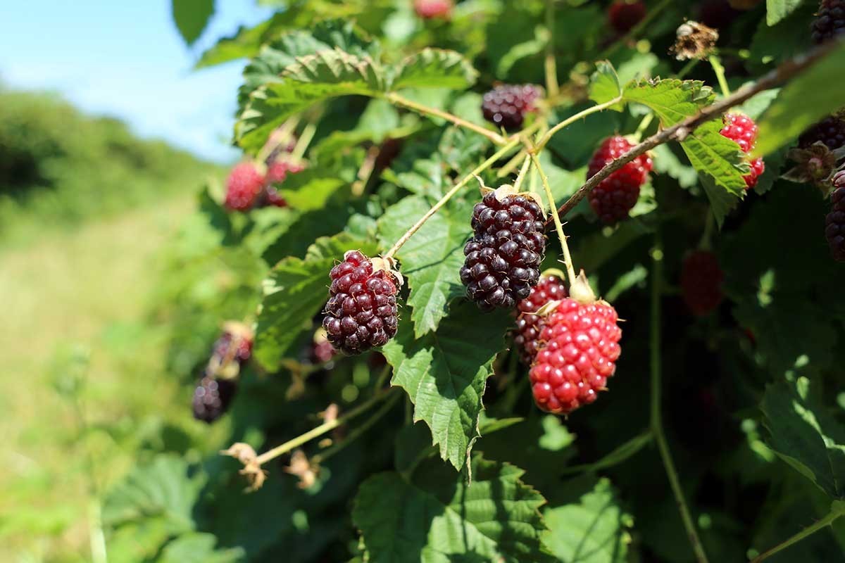 1 Boysenberry Thornless Starter Plug Fruit Plant