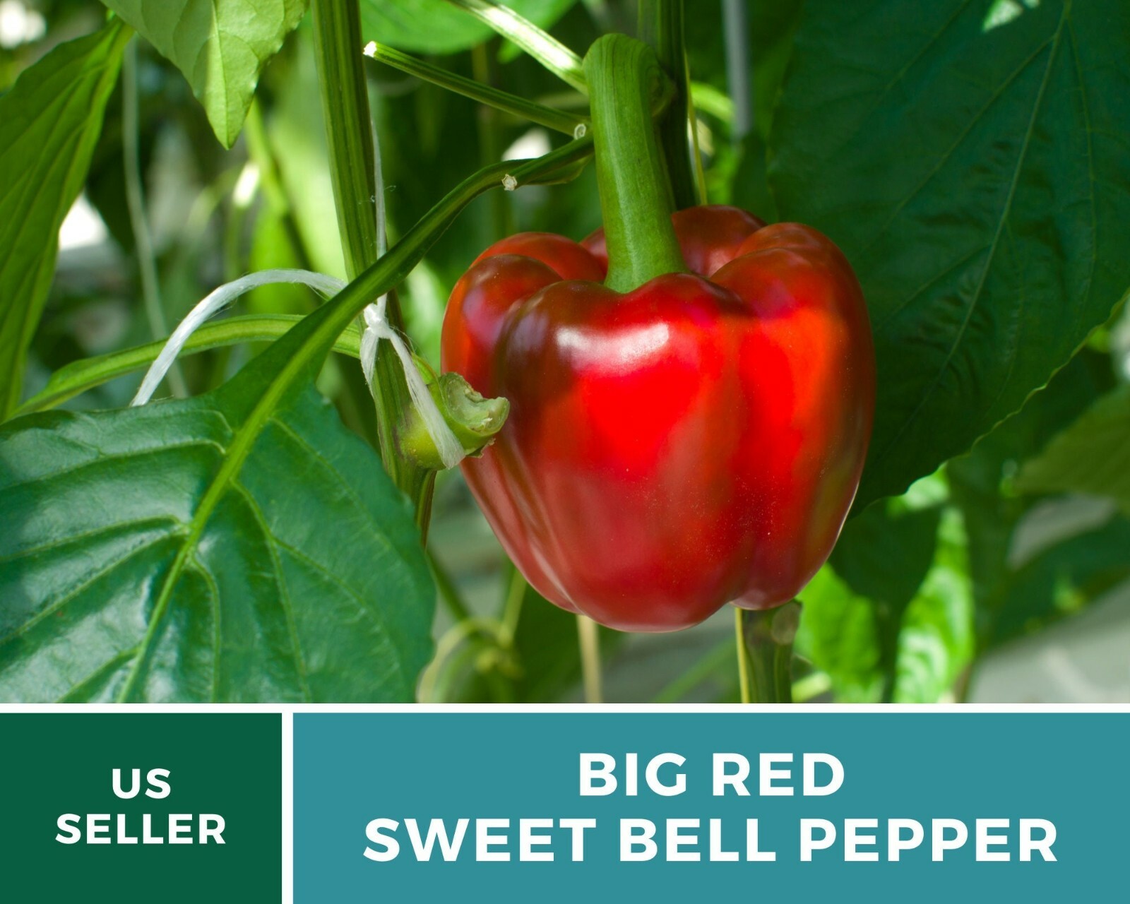 Pepper, Big Red Sweet Bell – 30 Seeds – Easy to Grow – Heirloom – GMO Free (Caps