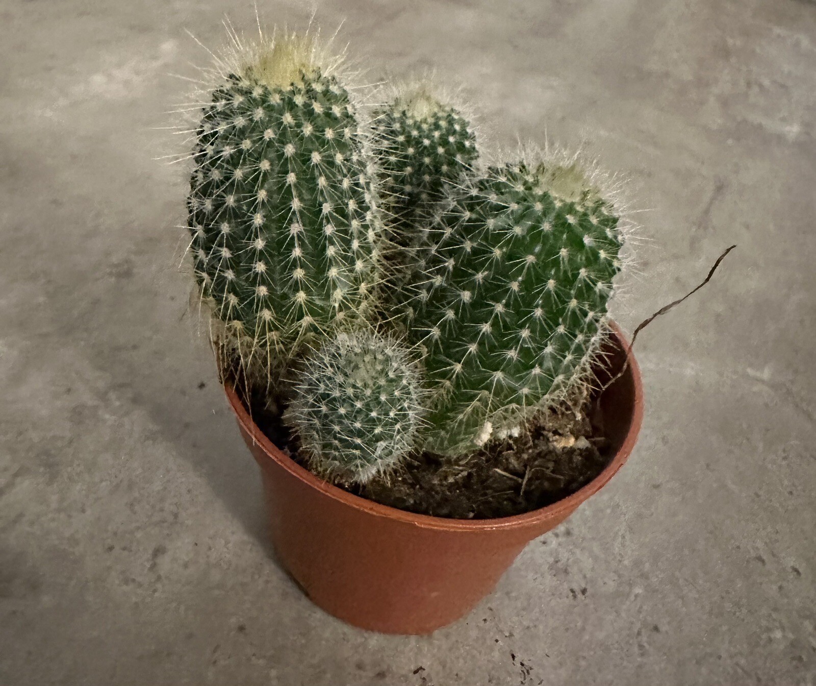 🌵🌵🌵Cactus Plant 2 -3 Inches, 3 Cactus 🇺🇸USA Seller