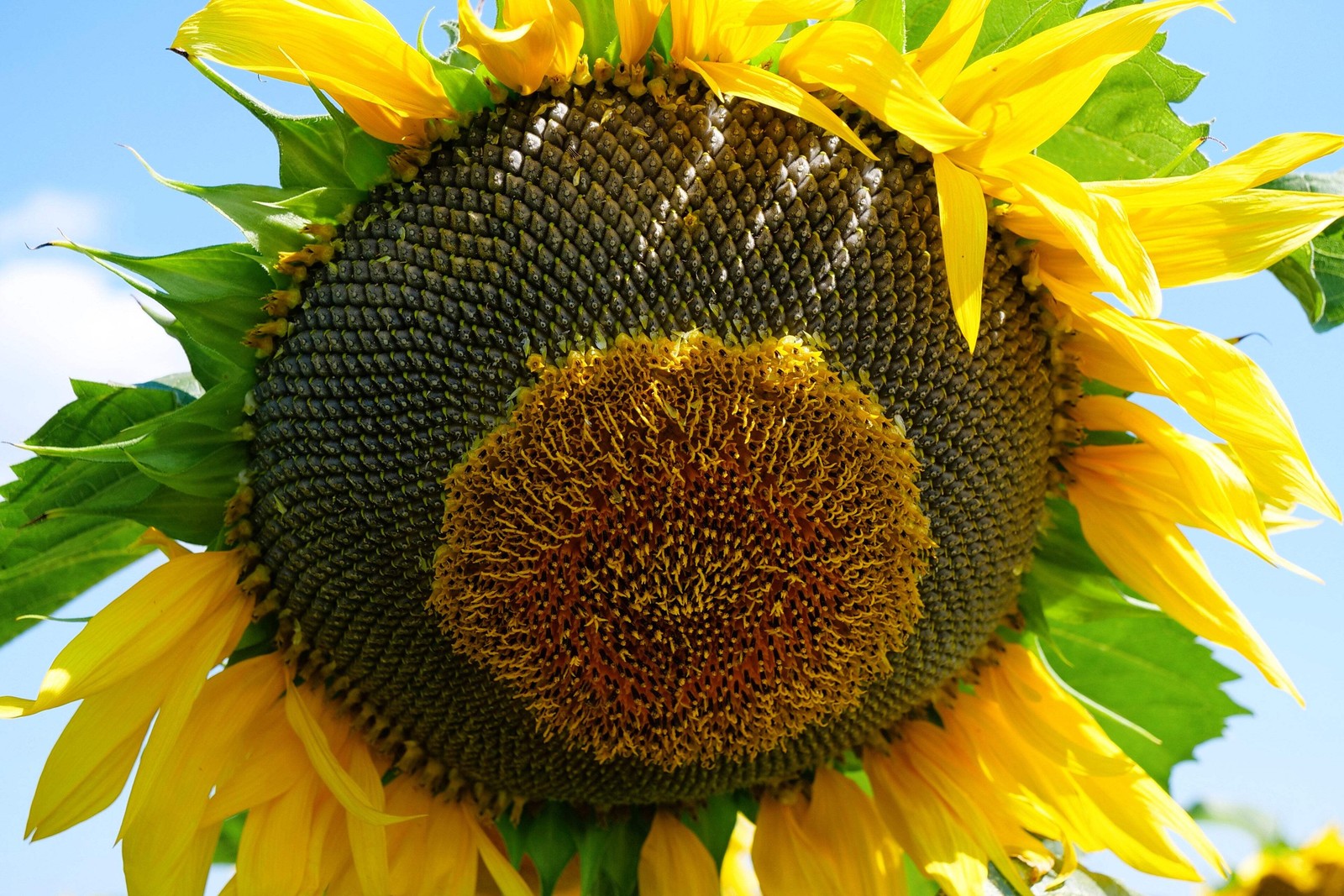 50 HOPI COMMON SUNFLOWER Helianthus Annuus Flower Seeds